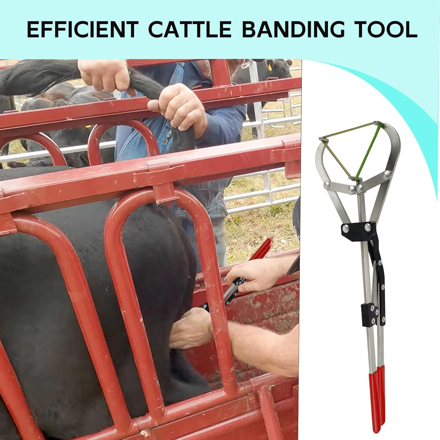 Cattle Banding Tools Calves Castration Kit, with a Large Bander and 25 Pcs Bands