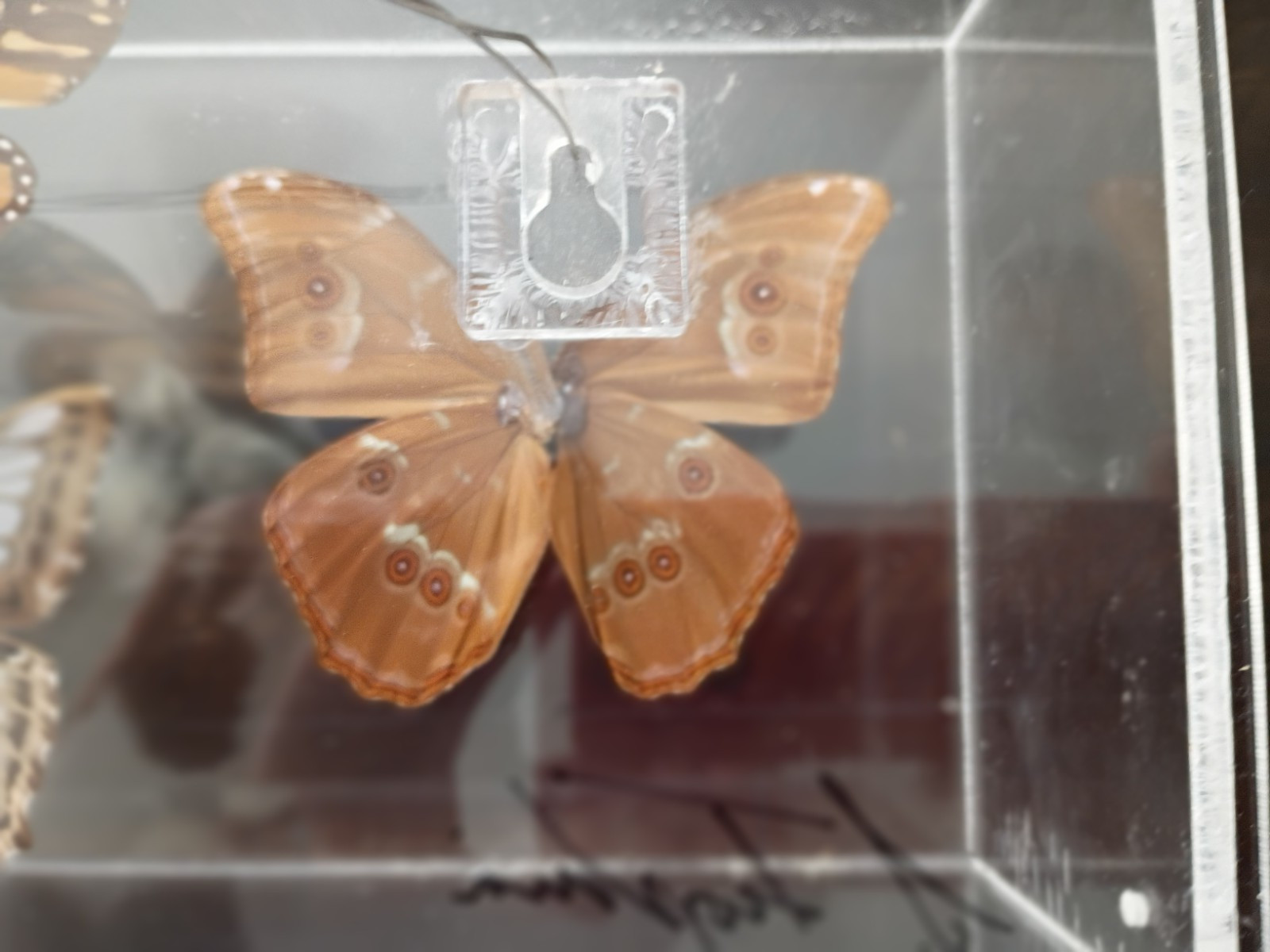 Butterfly Taxidermy Display Collection –Super Impressive –Very Collectable