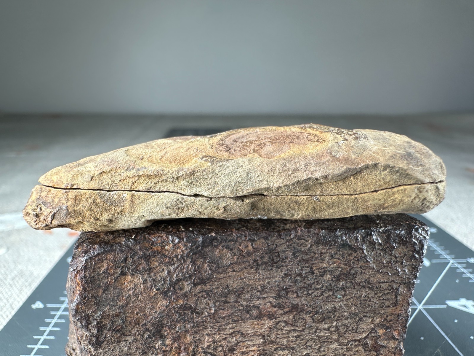 ➤ 2-1/2 Inch – Mazon Creek PTYCHOCARPUS UNITUS Fern Fossil ➤182