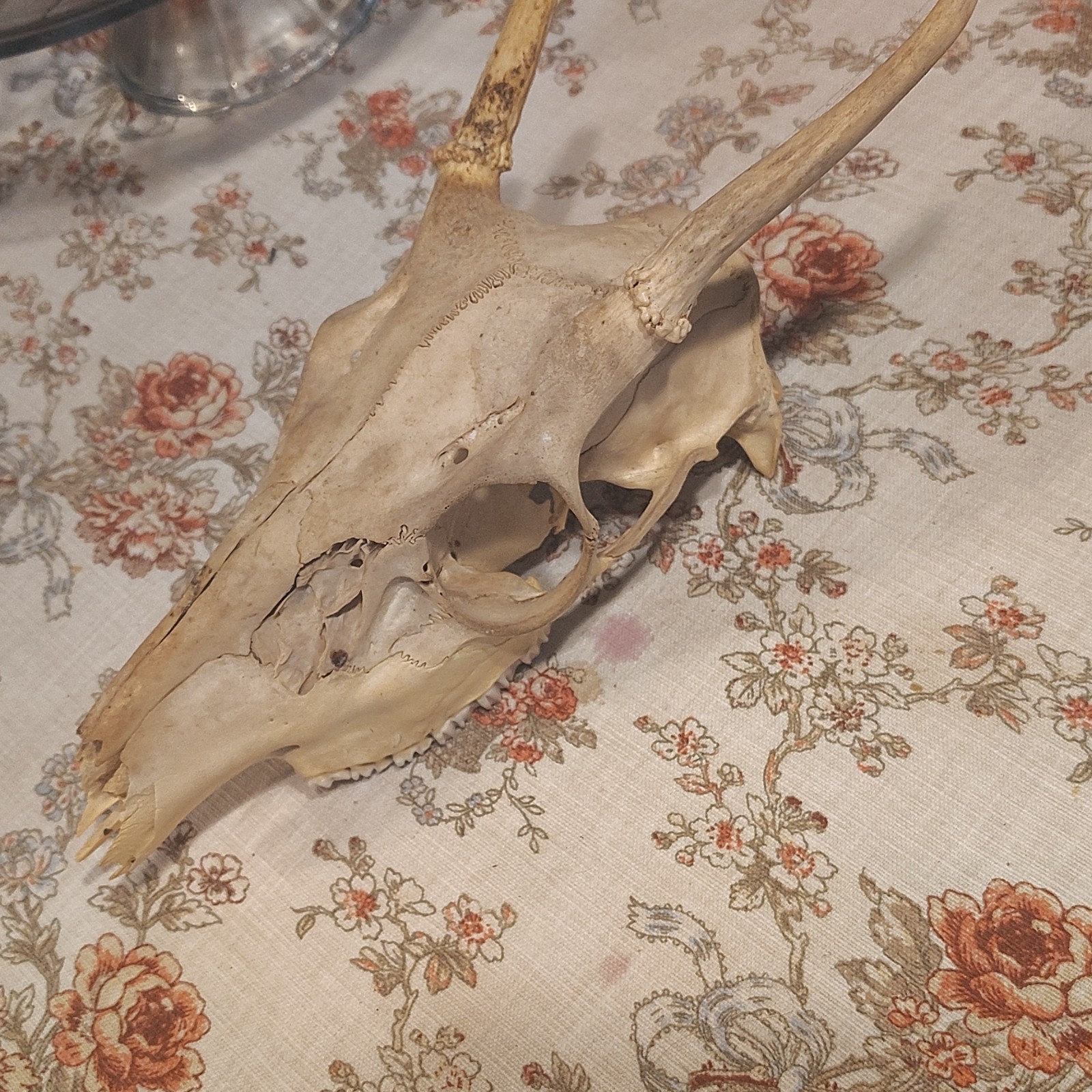 Animal Skull with Horn/Antler Pedicles Bone Collectible Skull