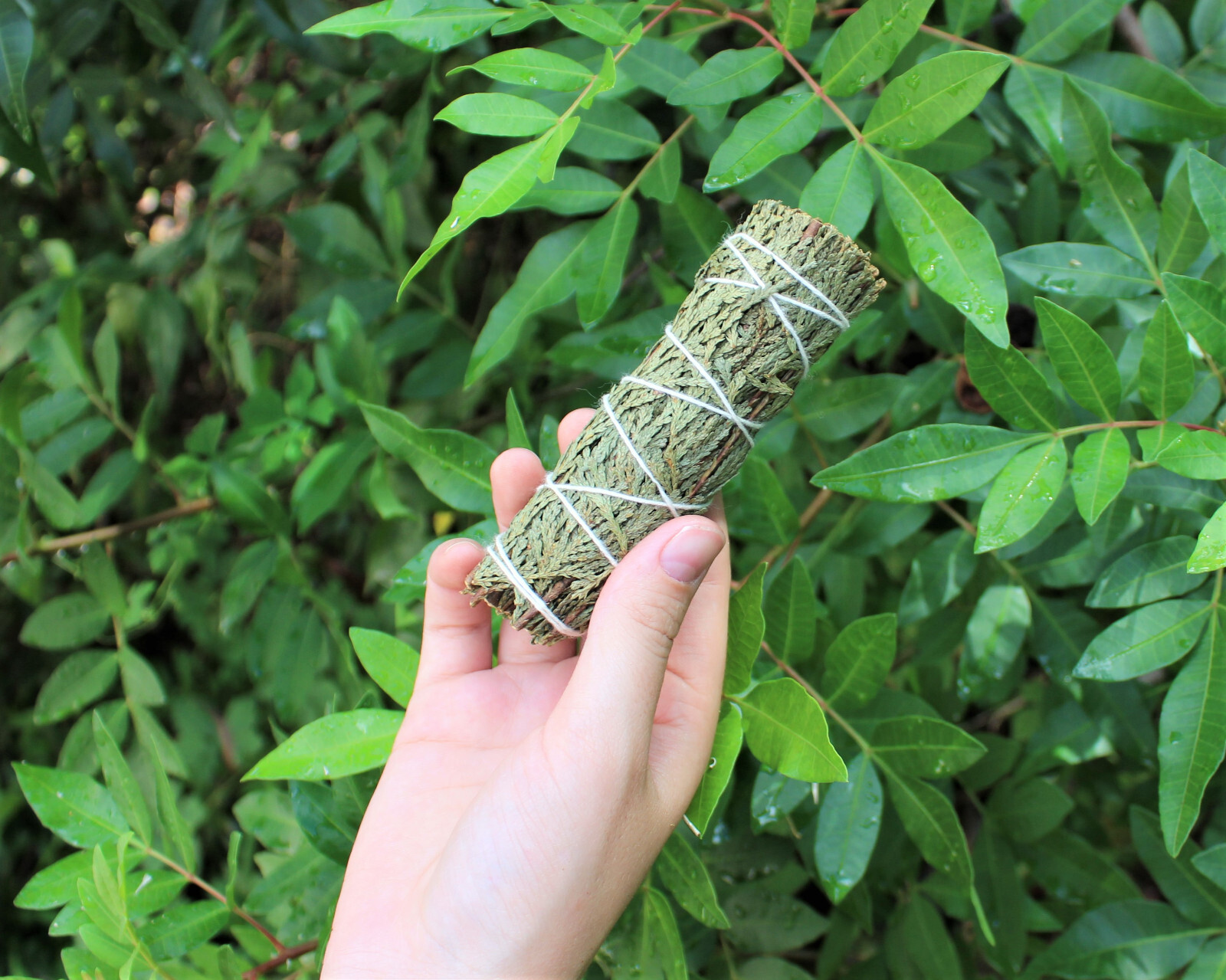 Cedar Sage Smudge Stick / Wand 3-4″ House Cleansing Remove Negativity Ceremonial