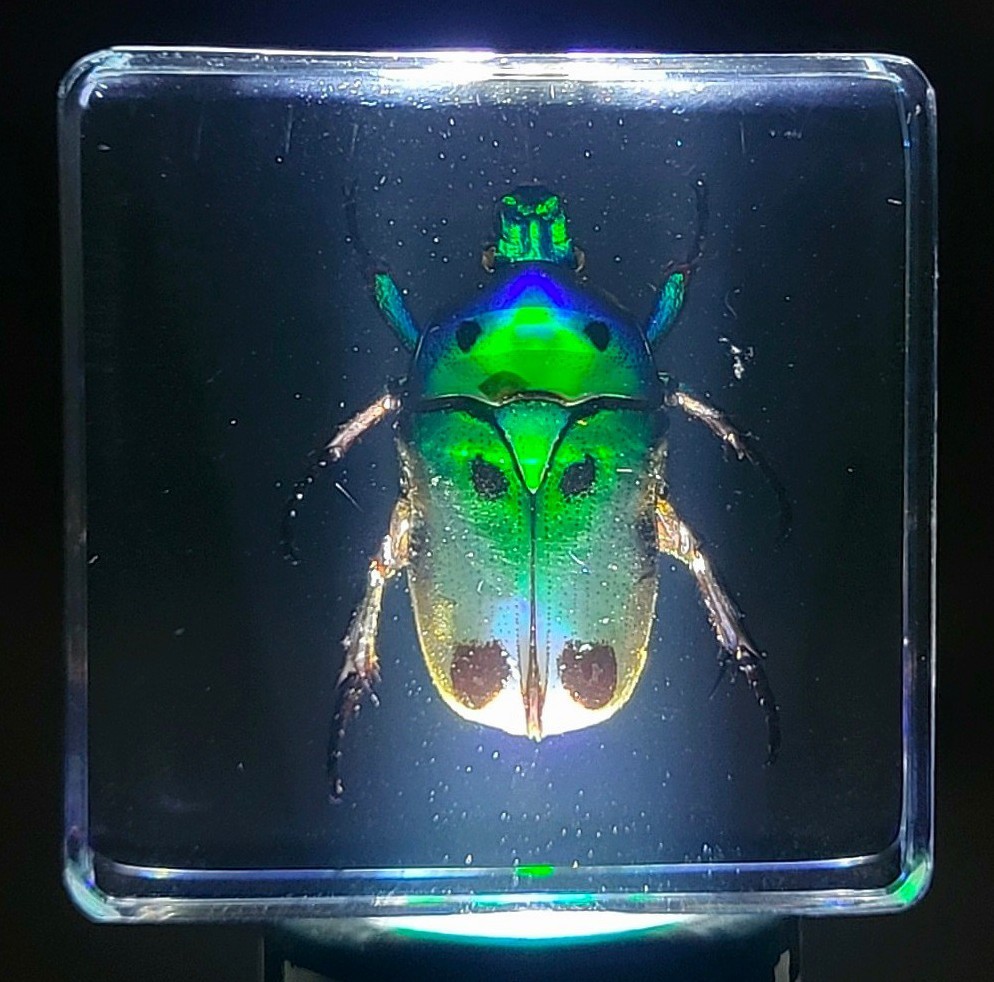 38mm Real Flower Chafer Beetle in Clear Resin Preserved Heterorrhina Sexmaculata