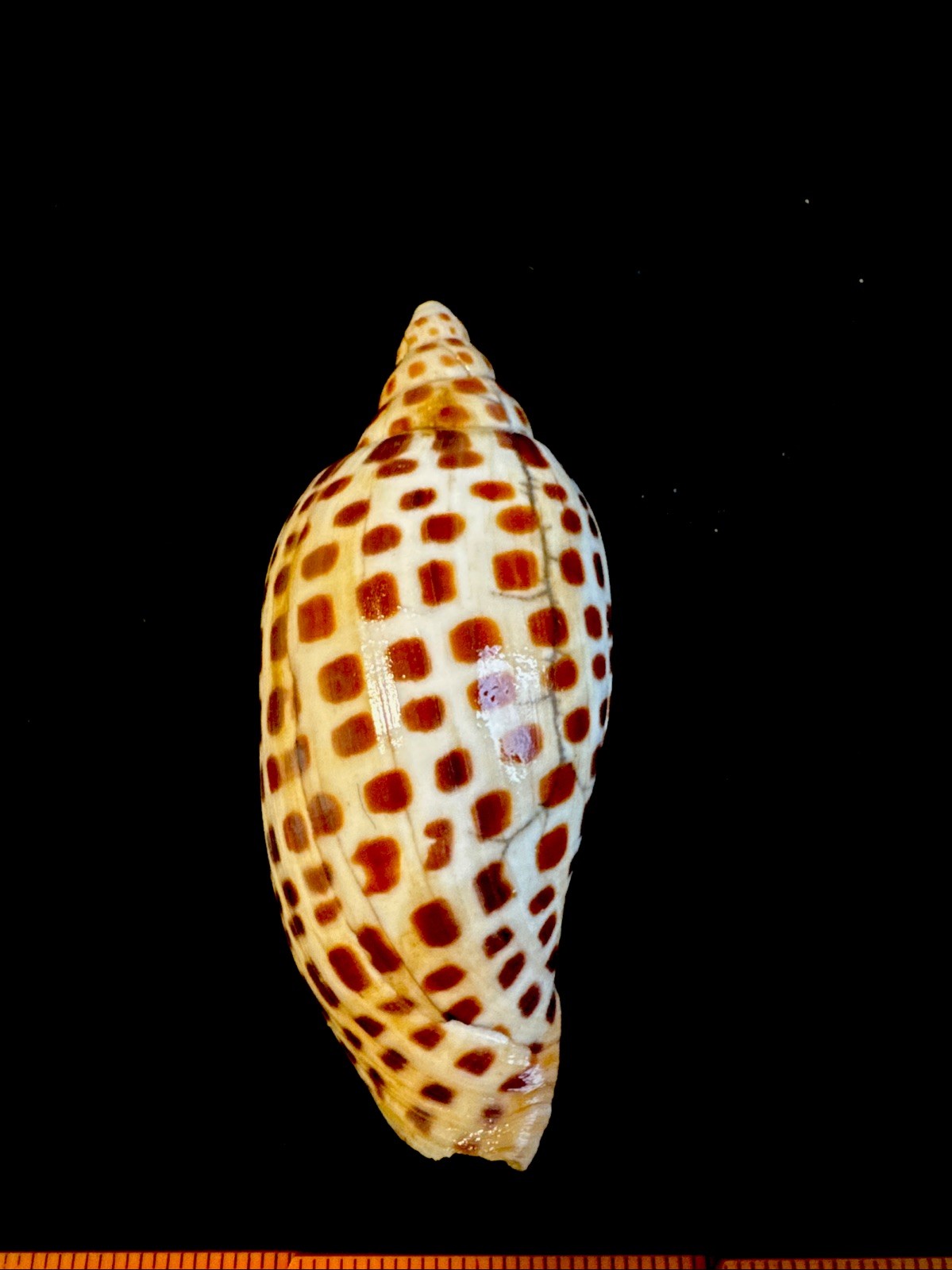 Junonia Seashell Approx. 5 Inch Beautiful Rare shell