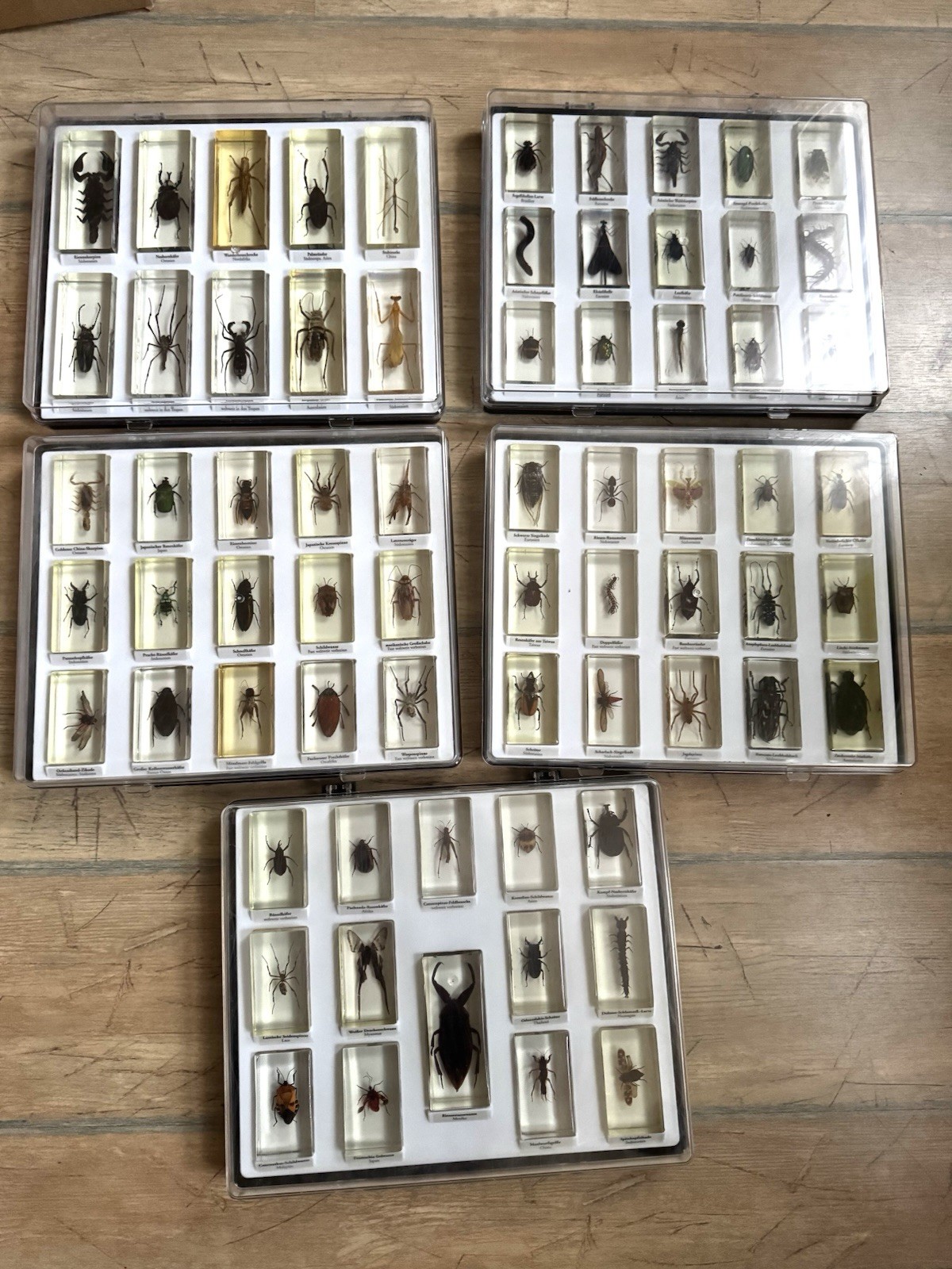 Mini Beasts Collection 69 Insects in Acrylic Blocks + All Related Booklets