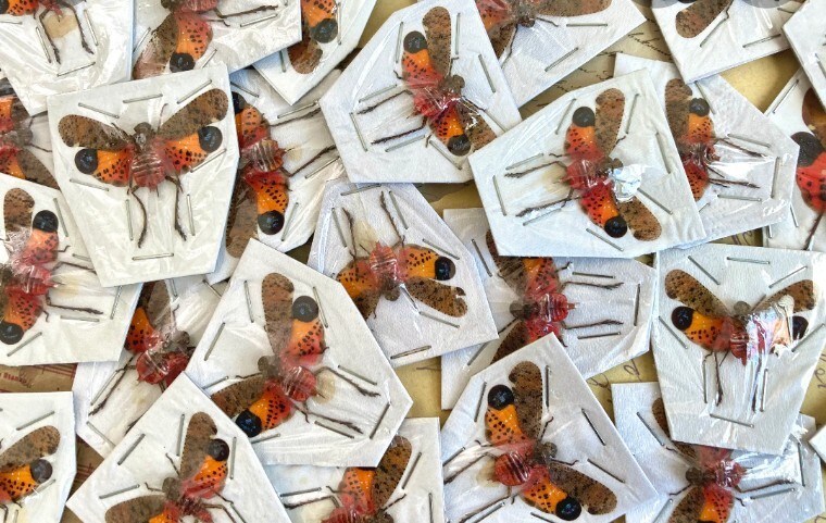 Penthicodes atomaria ONE REAL RED ORANGE LANTERNFLY FULGORID INDONESIA 1 pcs
