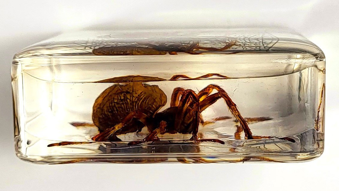 38mm Real Wolf Spider on Web in Clear Lucite Resin Preserved Arachnoids Specimen