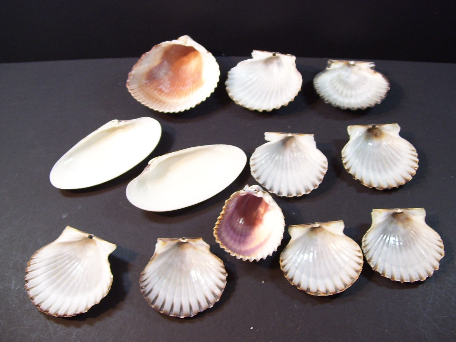 Shell LOT 12 Scallop Clam shells Crafts Decor Art Decoupage Epoxy Paint Decorate