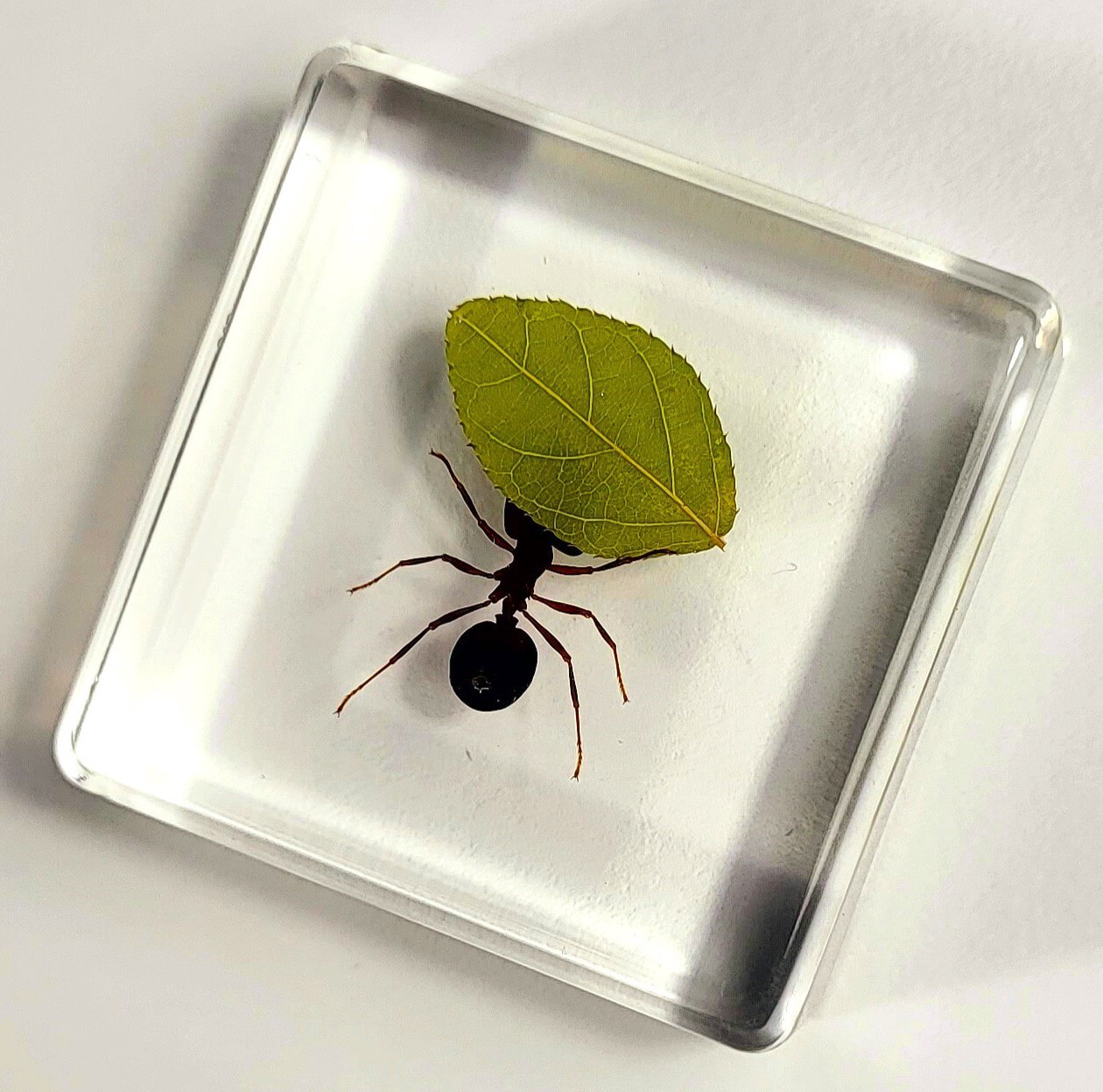 38mm Real Red Fire Ant w/ Green Leaf in Clear Lucite Resin Scenery Diorama Decor