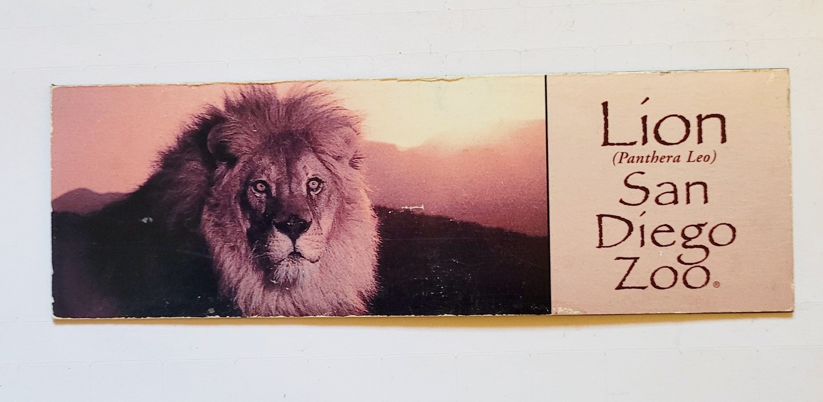 Lion San Diego Zoo Magnet Photo Souvenir Novelty Rubber Free Shipping