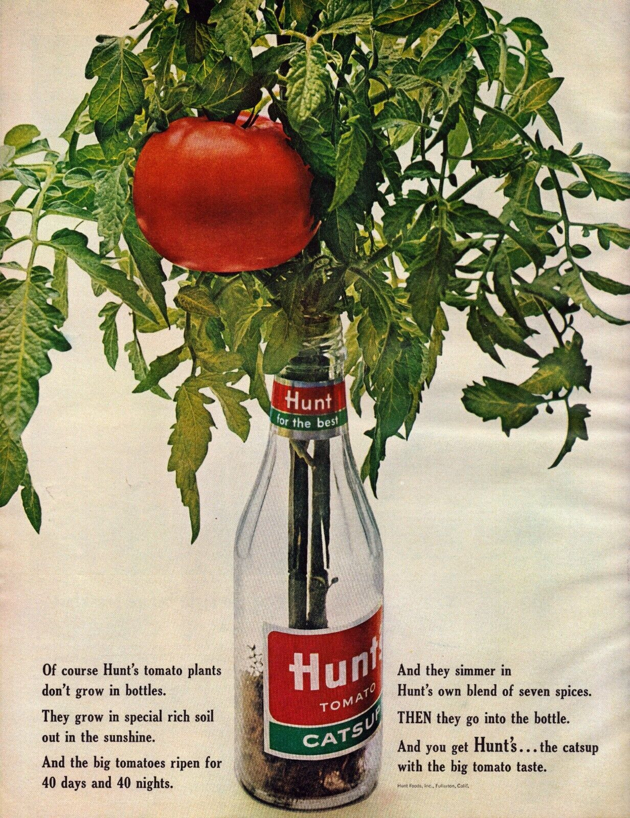 Hunt’s Tomato Catsup Tomato Plant in Glass Bottle the Best Vintage Print Ad 1963