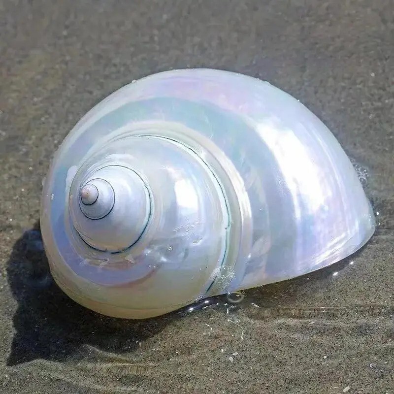 Large White Jade Turbo Natural Conch Hermit Crab Seashell Rare Real Shell 3-3.5″