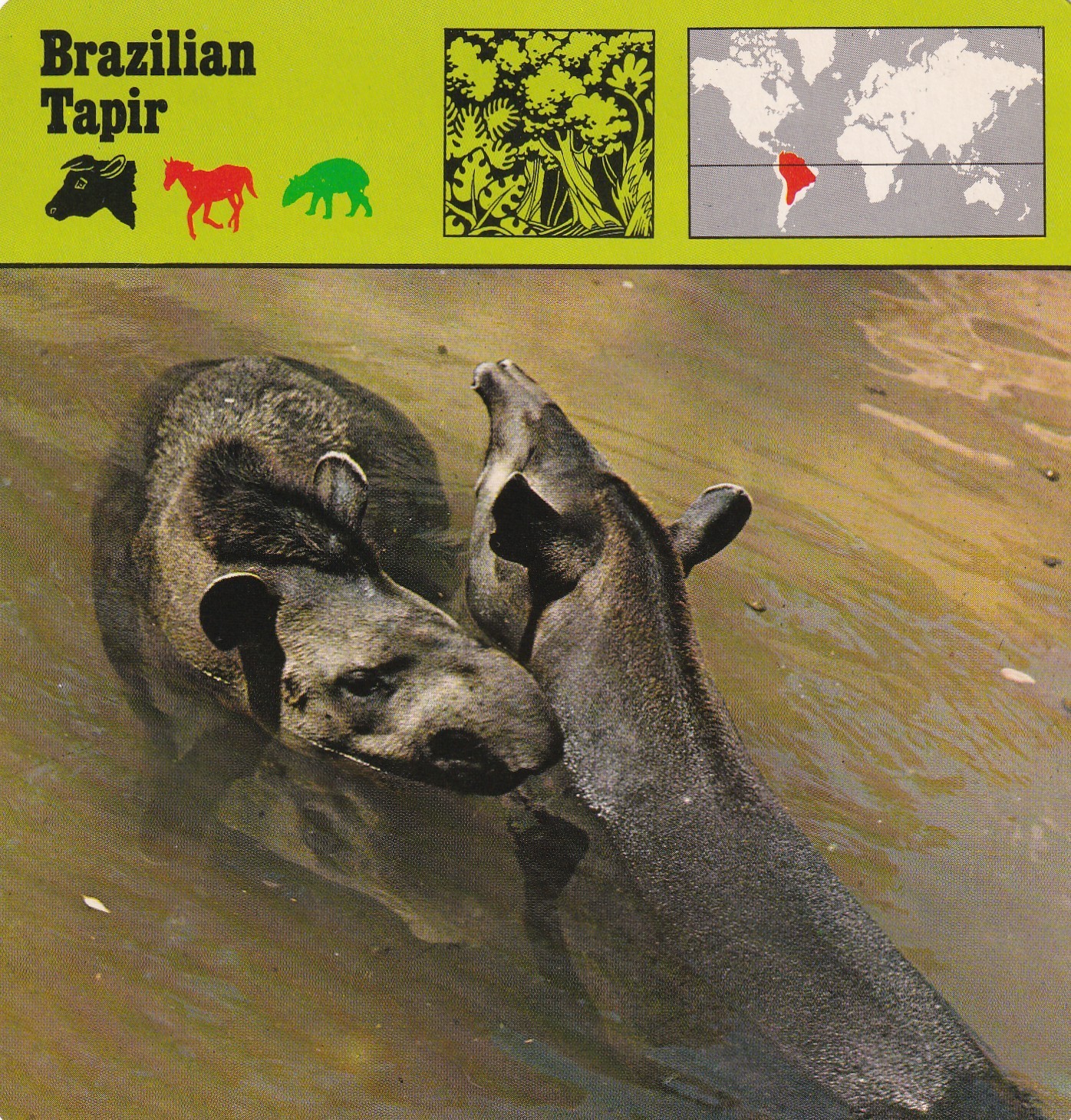 Brazilian Tapir ~ The Largest Of South America’s Mammals