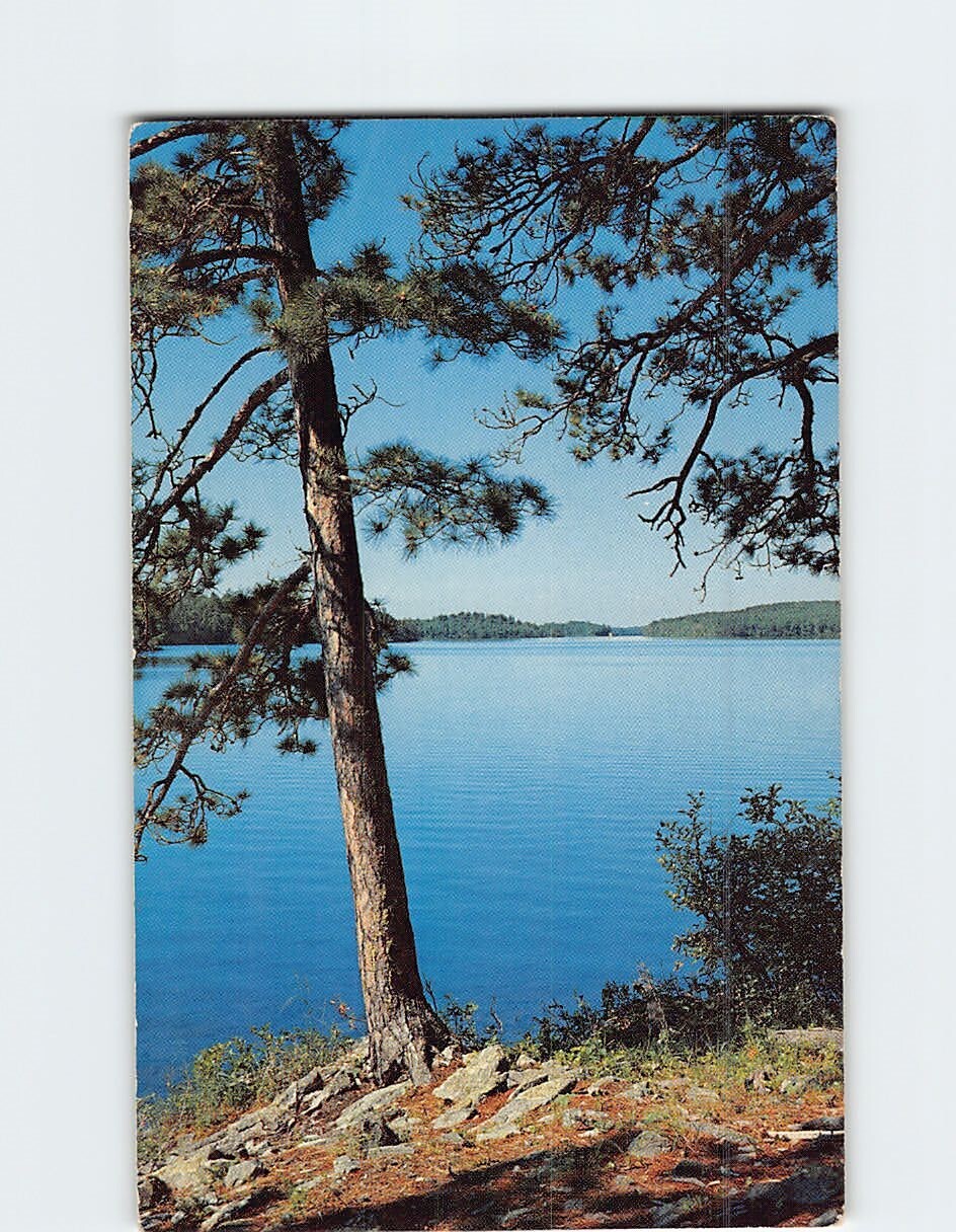 Postcard Norway Pines Sentinels Of The Lake Country Wisconsin USA