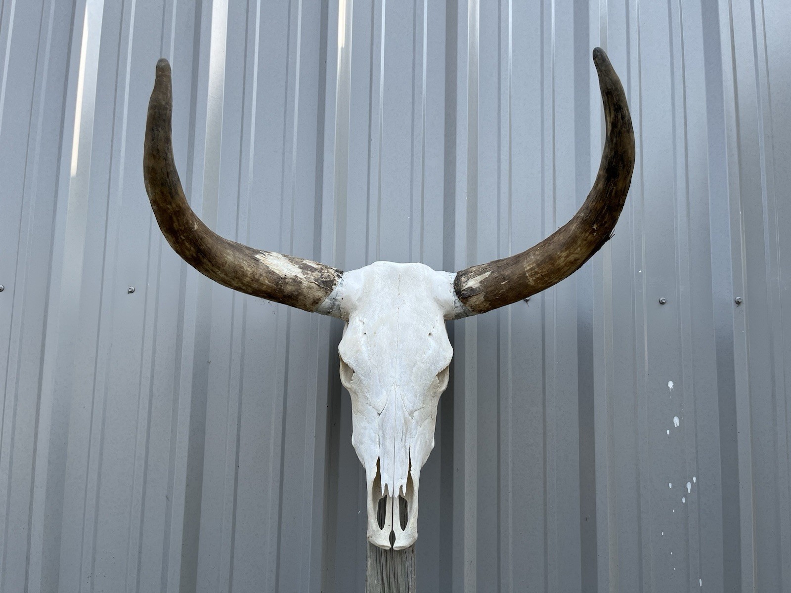 LONGHORN STEER SKULL 28 Inch WIDE UNPOLISHED BULL HORN MOUNT COW HEAD