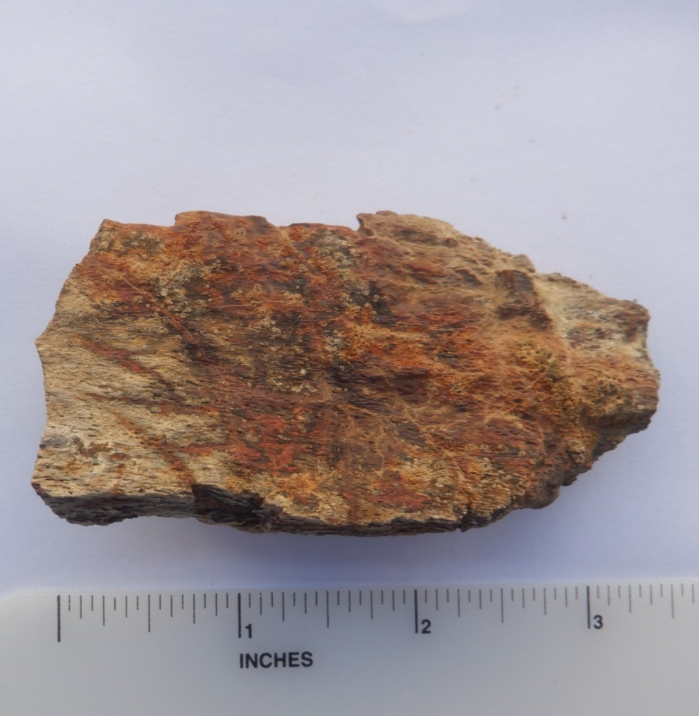 Nice 3.31″ TRICERATOPS Bone Section LANCE FM. WY Cretaceous DINOSAUR FOSSIL d35