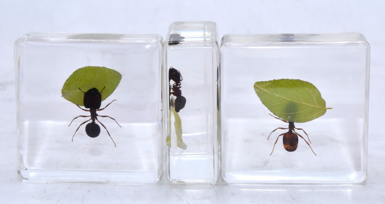 38mm Real Red Fire Ant w/ Green Leaf in Clear Lucite Resin Scenery Diorama Decor