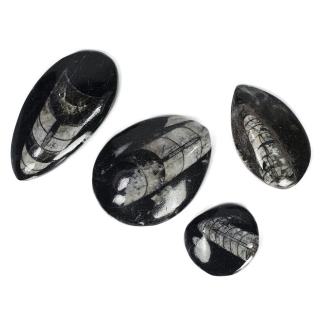 3 pcs of Polished Superior Grade ORTHOCERAS Fossil Specimens – 1.5″ to 2″ Avg.