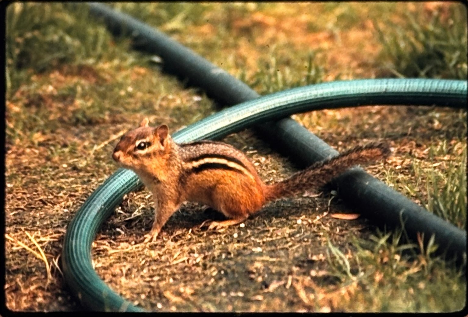 1983 Kodak Ektachrome 35mm Slide Chipmunk Garden Hose Nature Wildlife Photo