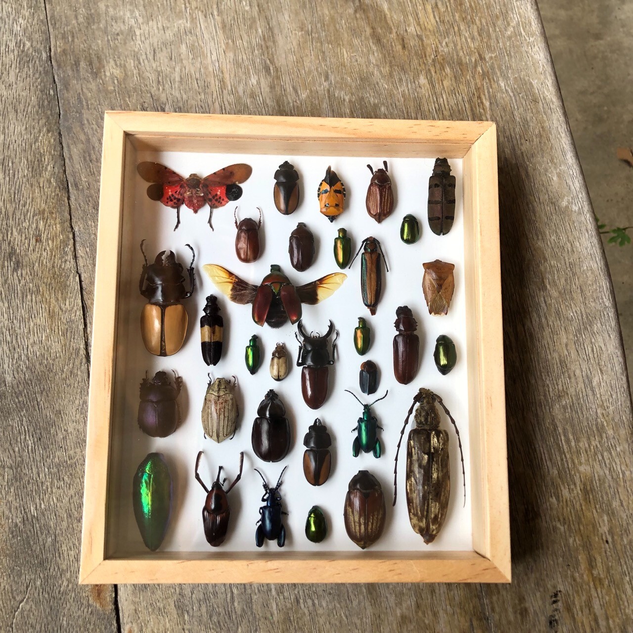 Real Beetle Insect Cicada In Display Wood Frame Collection Gifts Collectibles