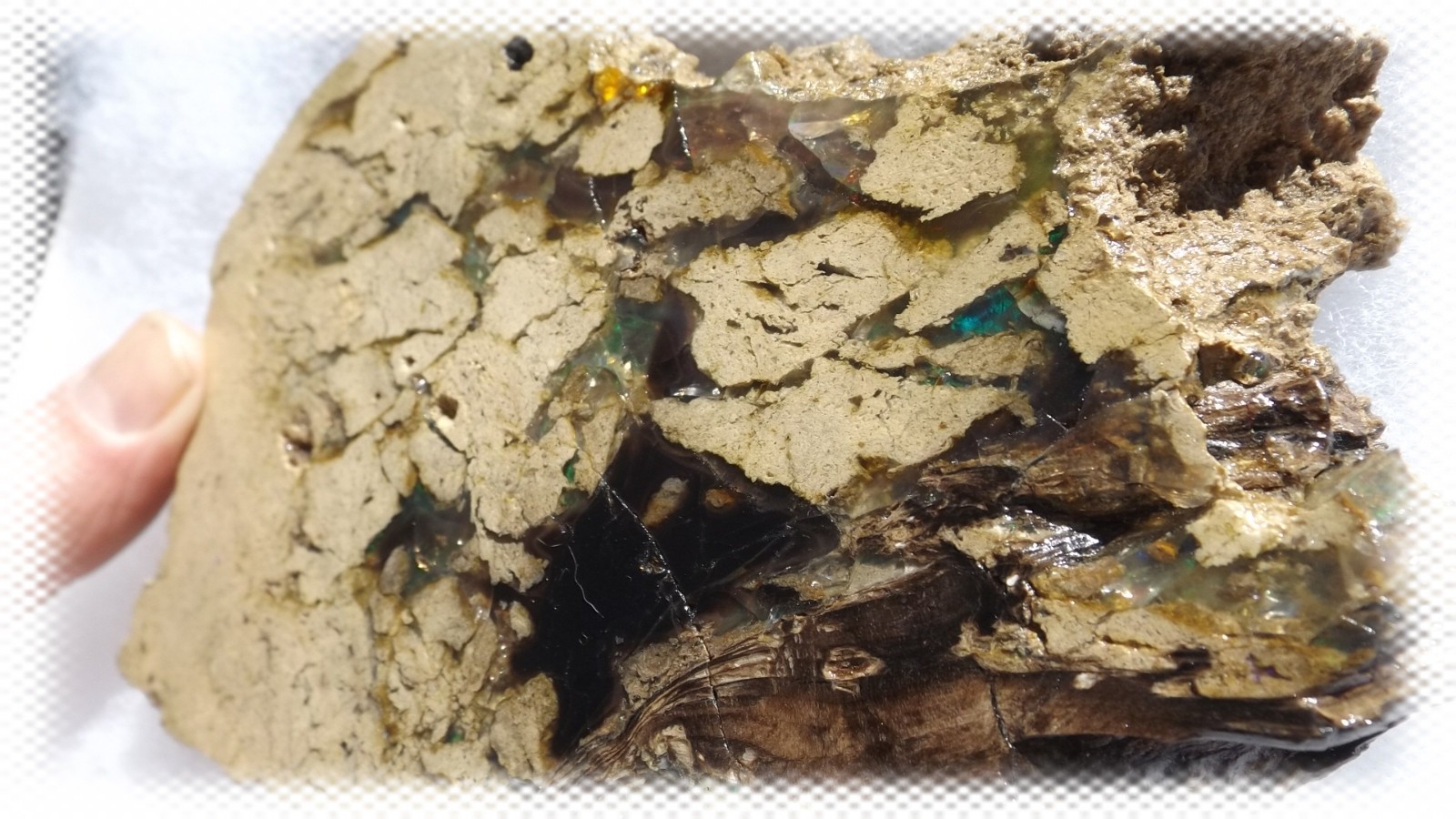 LARGE OPAL ROUGH 13oz 5.5″ VIRGIN VALLEY MONTMORILLONITE STONE w/ FOSSIL WOOD