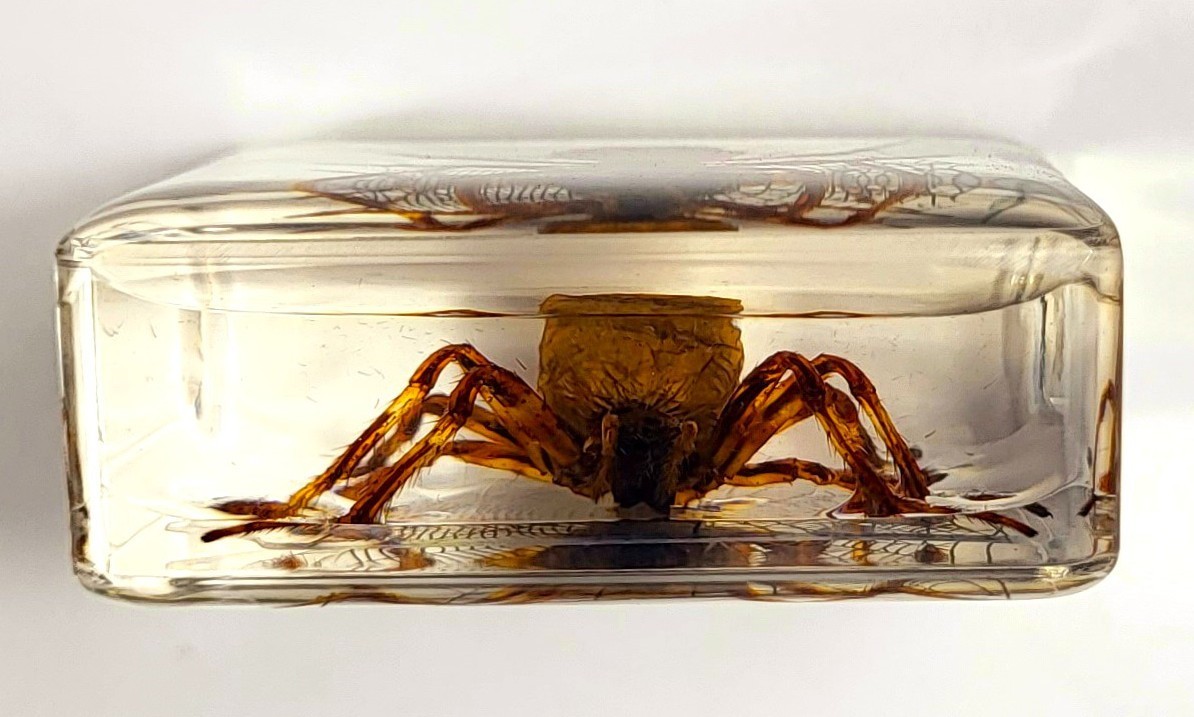 38mm Real Wolf Spider on Web in Clear Lucite Resin Preserved Arachnoids Specimen