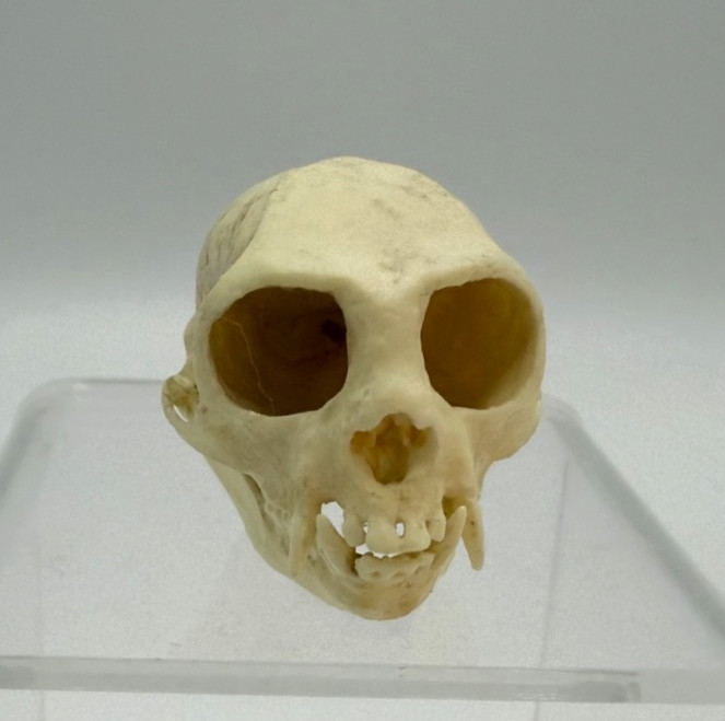 Bone Clones Inc. Replica COMMON MARMOSET Skull Polyurethane Resin, Life Size