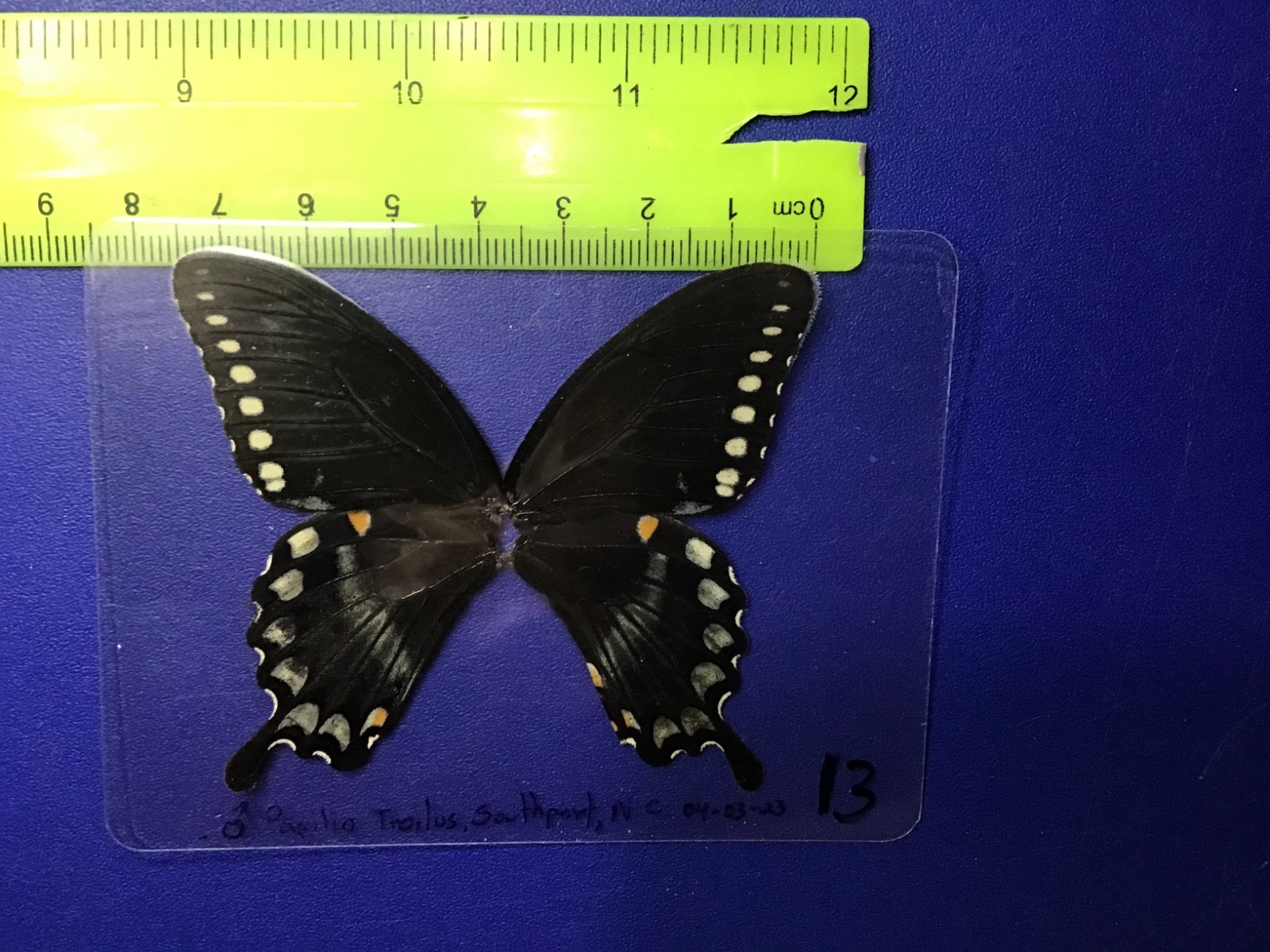 NAB 14 A+/ A FEMALE Papilio troilus Butterfly