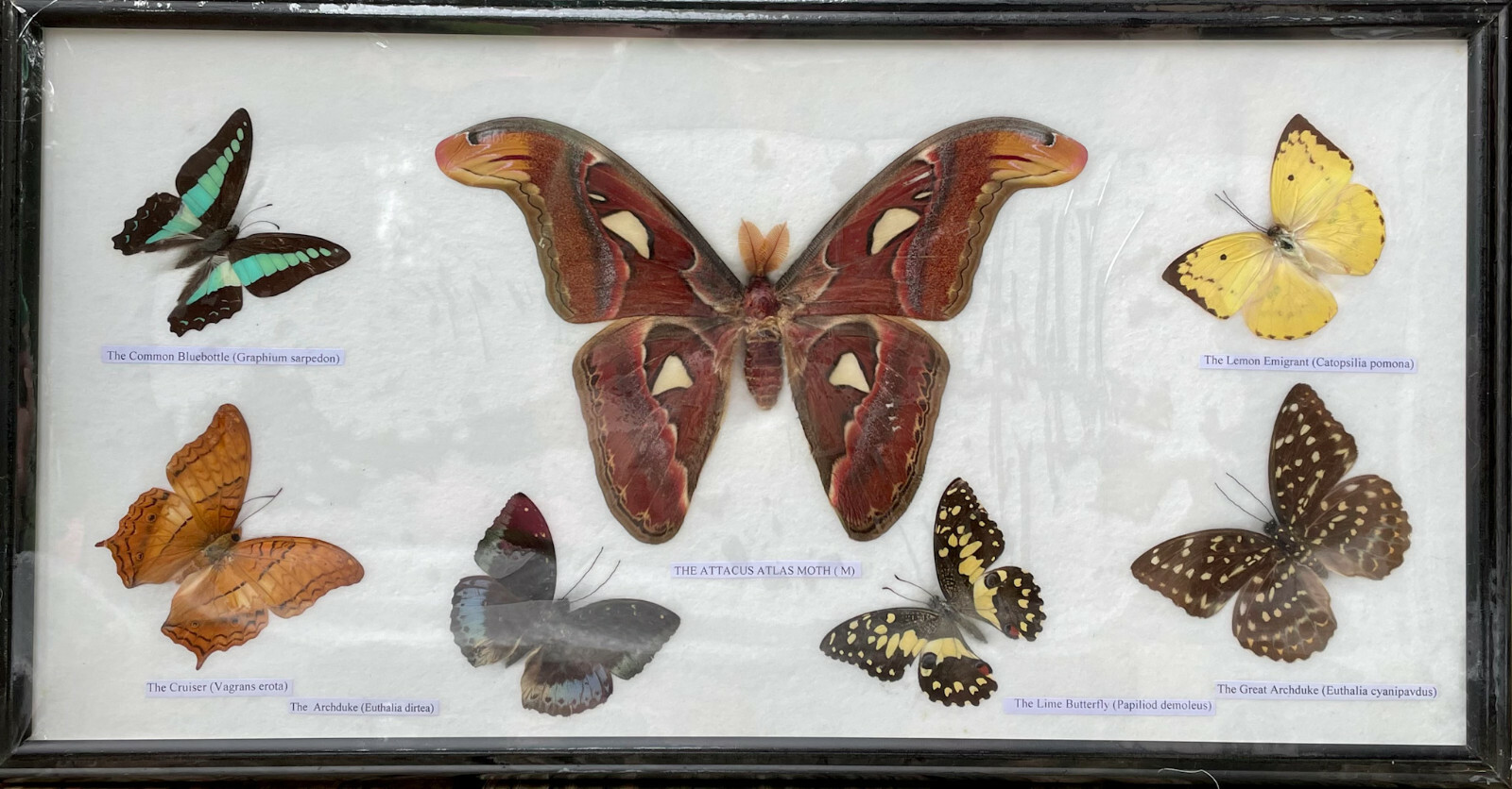 Butterfly (6) & Moth Assorted Insect Specimens set in Wood Frame 18.5×10 Variety