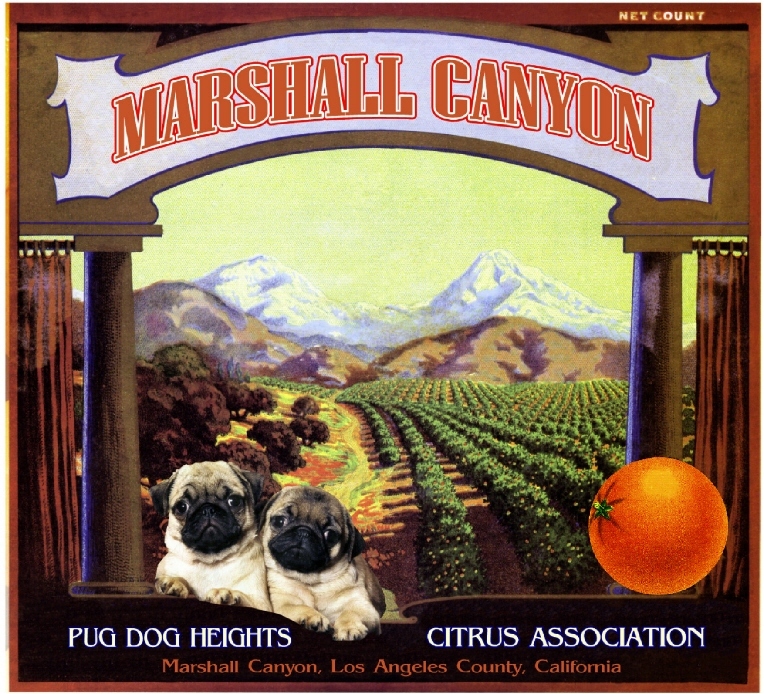 Marshall Canyon Pug Dog Heights Orange Citrus Fruit Crate Label Art Print