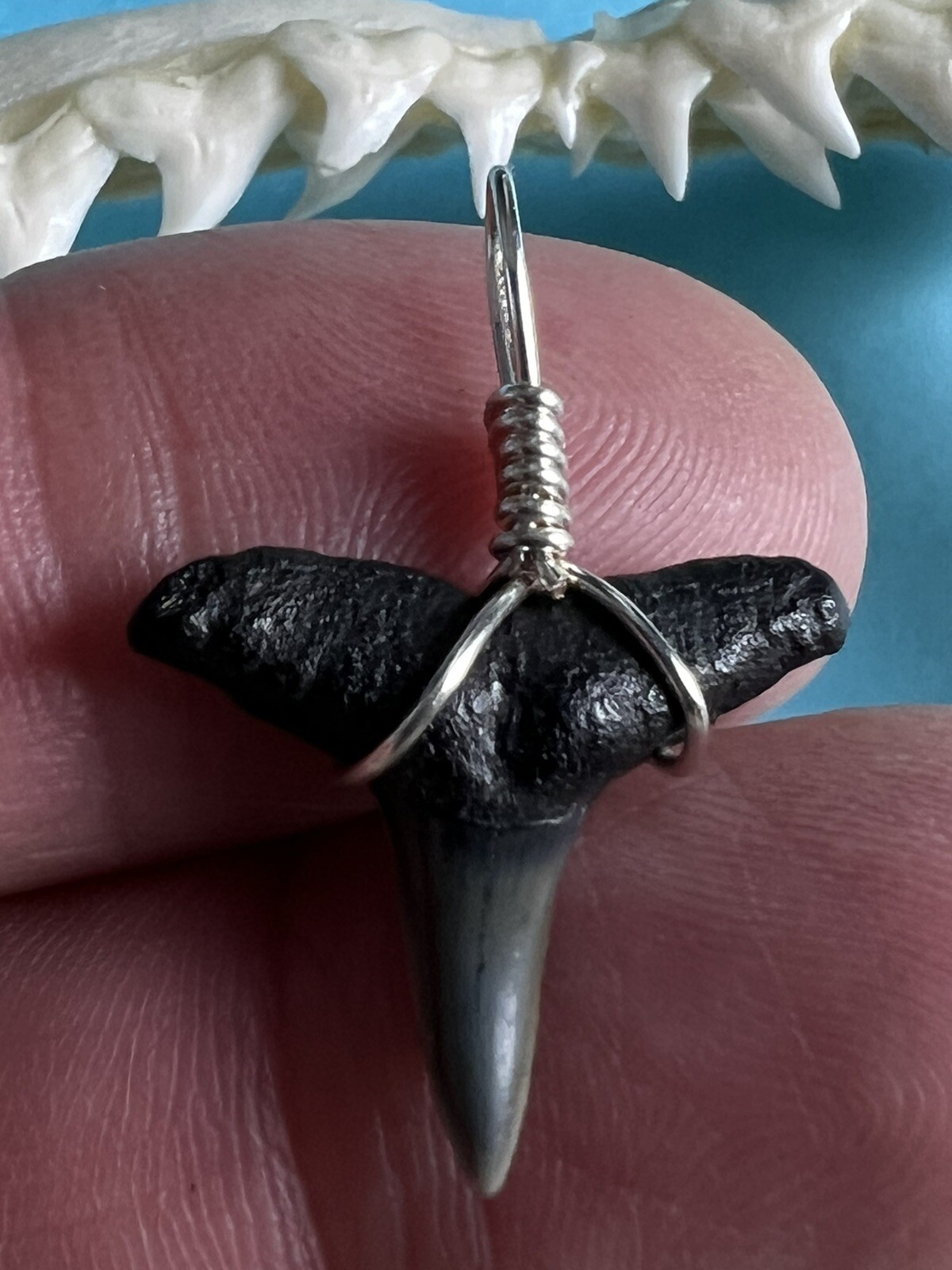 SHARK TOOTH PENDANT… 1/2 – 3/4 inch fossilized LEMON shark