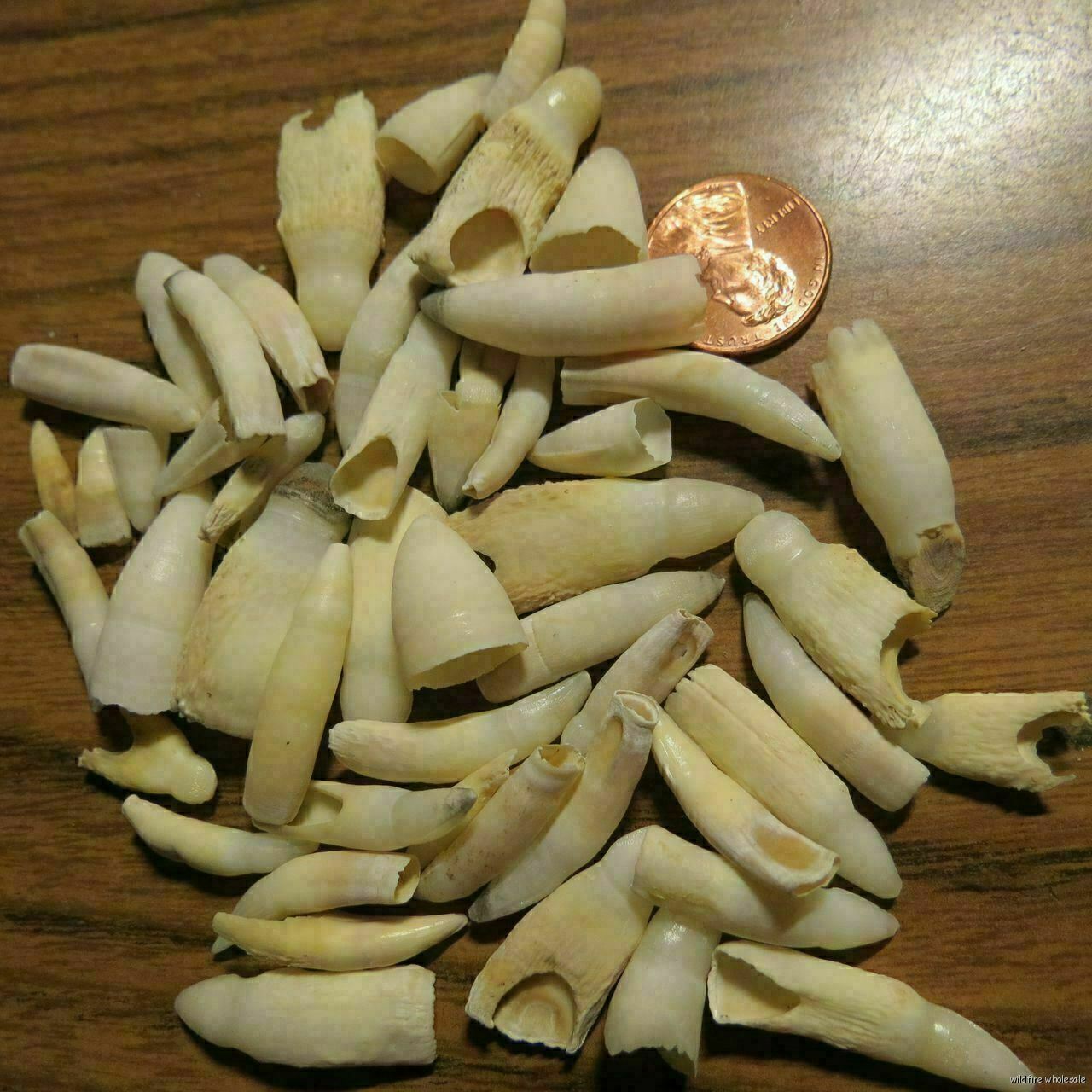 WHOLESALE LOT OF 25 ALLIGATOR GATOR TEETH FLORIDA AMERICAN bone real authentic