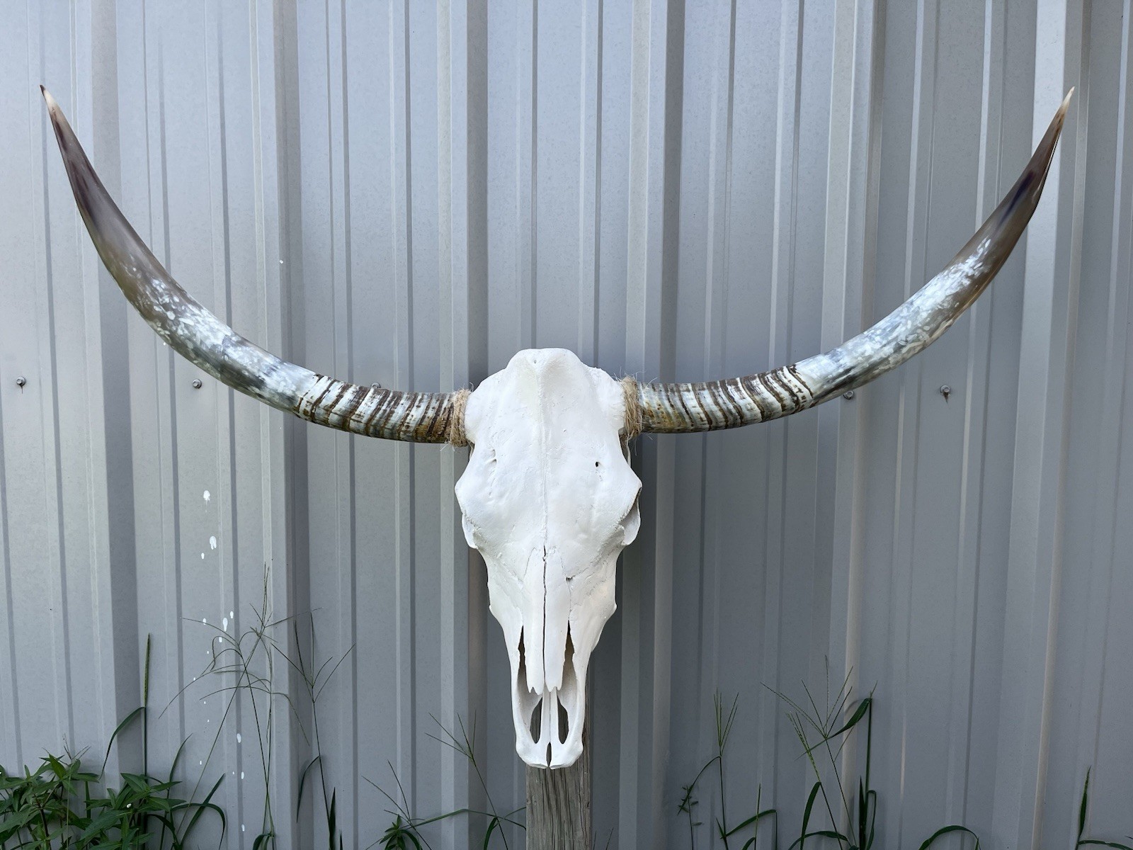 LONGHORN STEER SKULL 4 FEET 3 Inch WIDE POLISHED BULL HORN MOUNTED COW HEAD