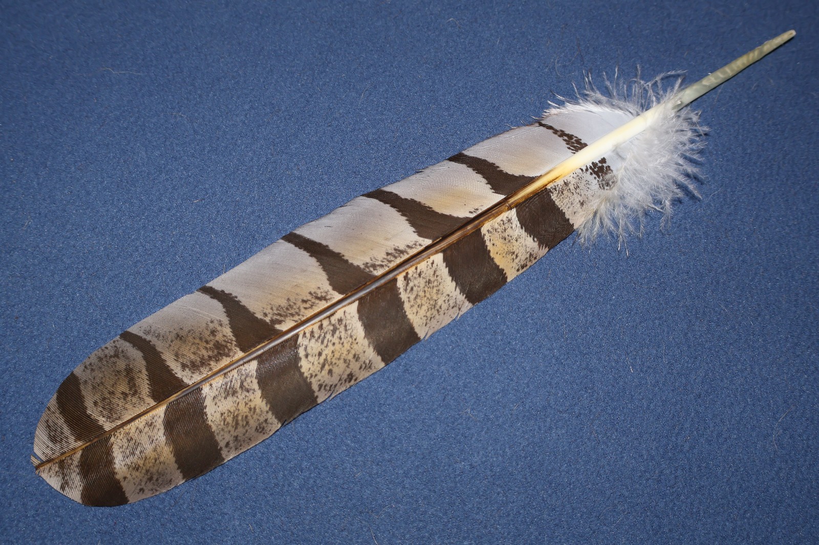 Native American realistic hand-painted Great Horned Owl Feather