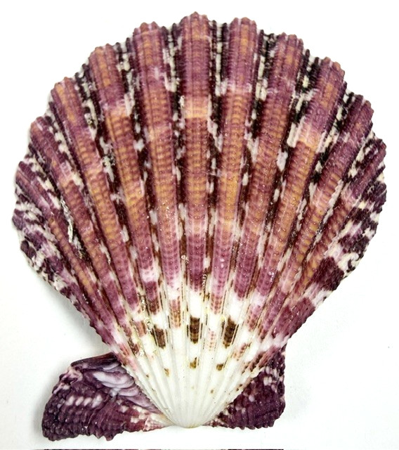 Sunrise Scallop Shell Gloripallium Pallium 62.2mm Vibrant Colors