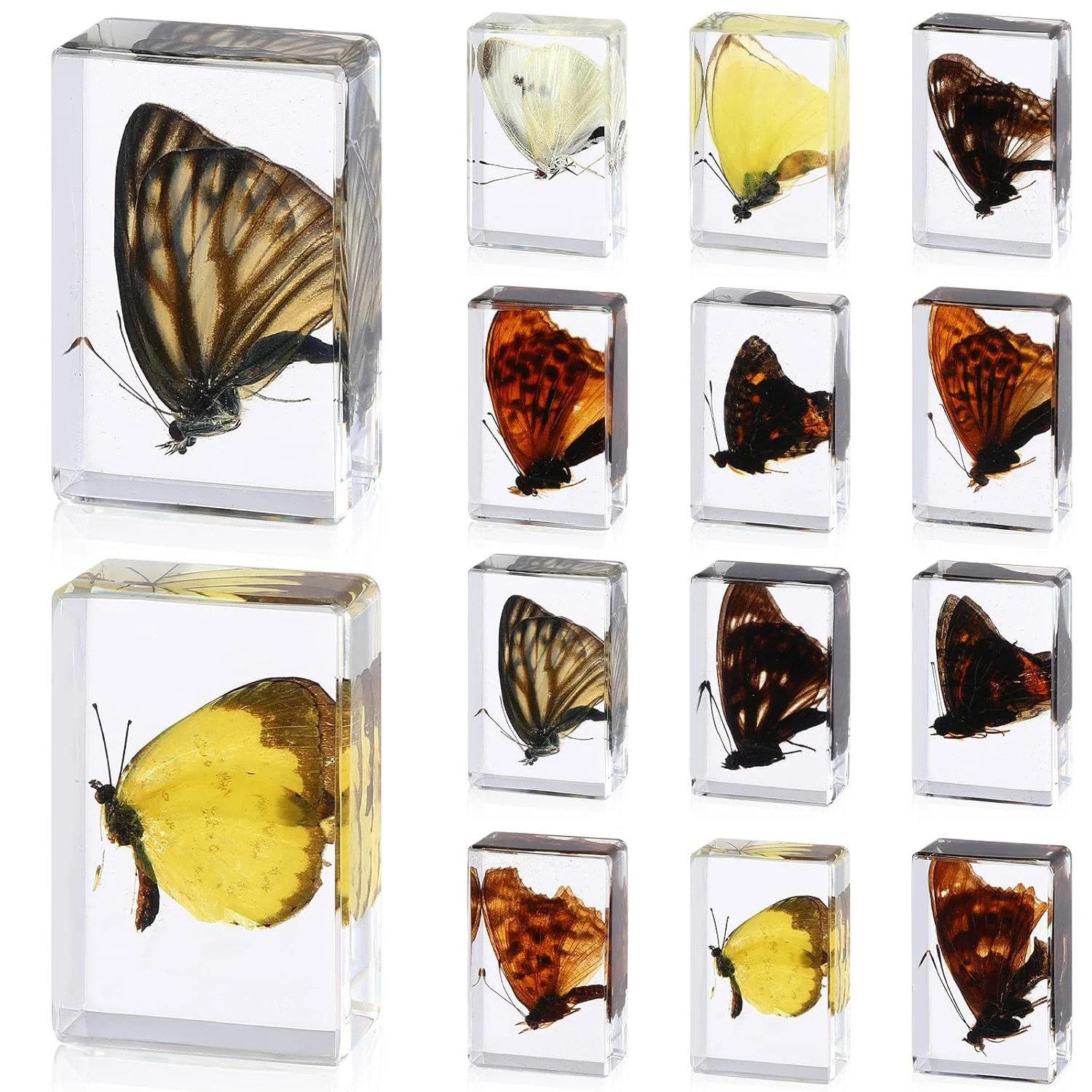 12PCS Butterfly Insect Resin Specimens Real Bug Collection Educational Display K