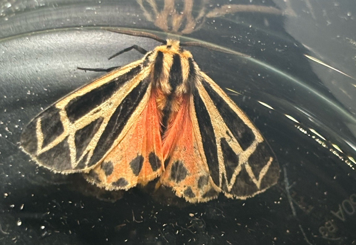 👒 Tiger Moth Specimen~ Harnessed Tiger Moth~Unmounted~ Collector~ Display