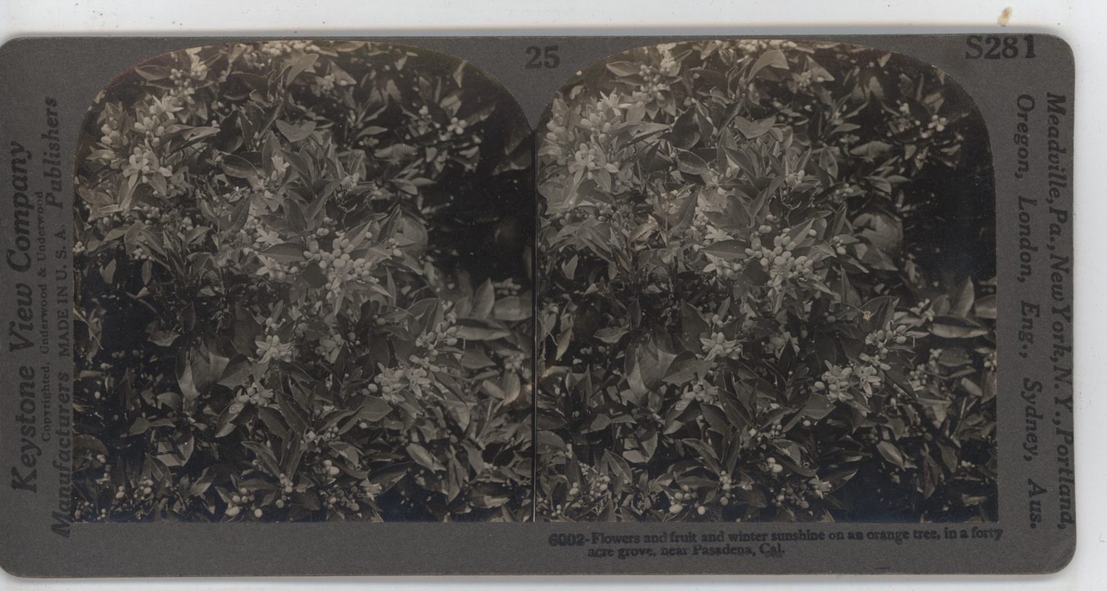 Flowers & Fruit Orange Tree Riverside CA Keystone Stereoview c1920