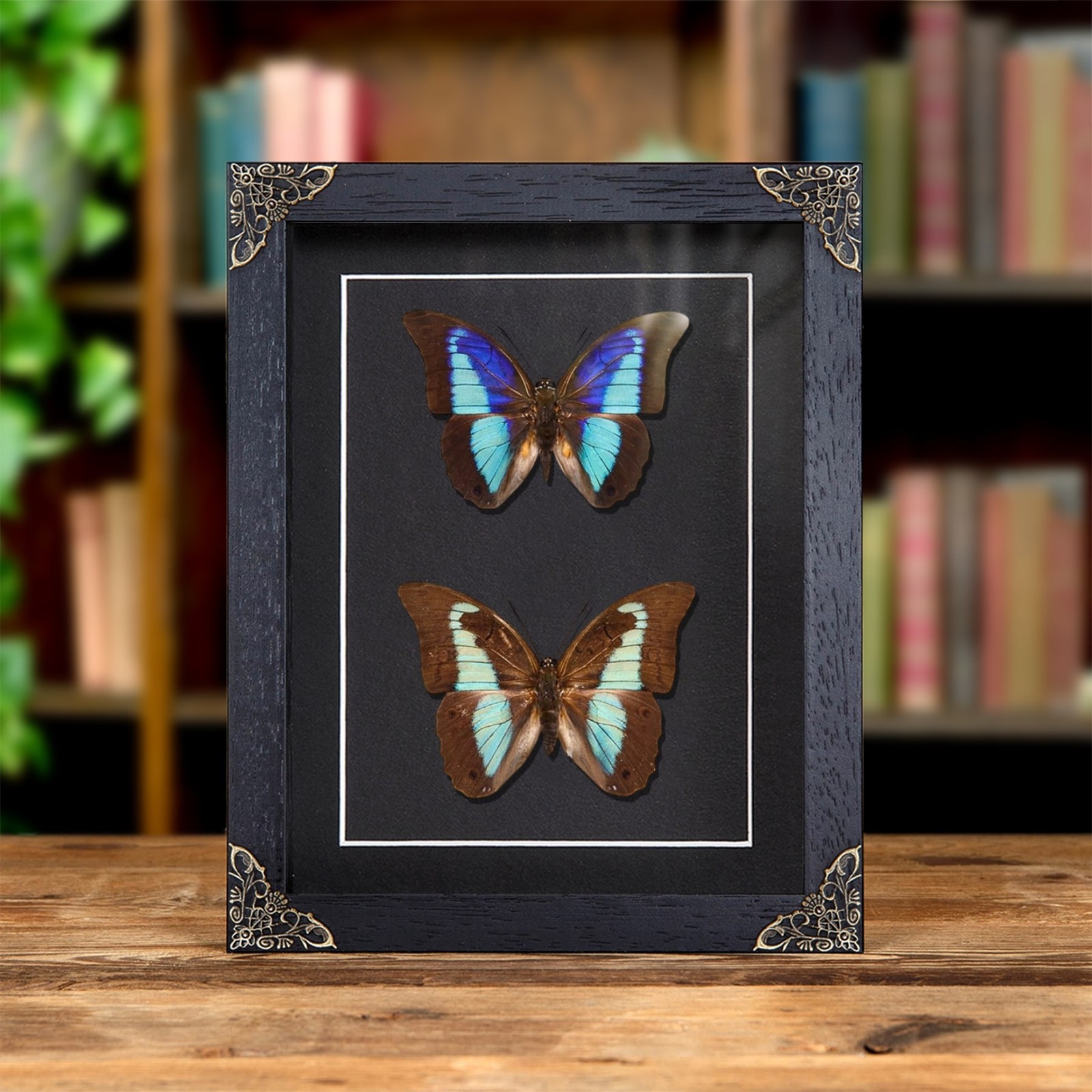 Shaded-blue Leafwing Butterfly Male & Female Pair In Baroque Style Frame (Prepon