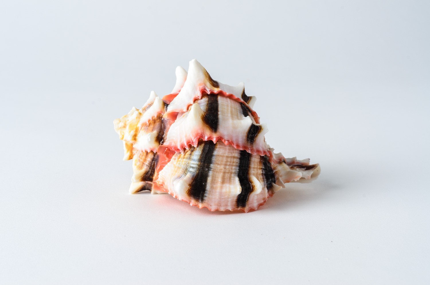 Brassica Murex Phyllonotus erythrostomu Hermit Crab Sea Shell 3″-4″(1 pc) #JC-36
