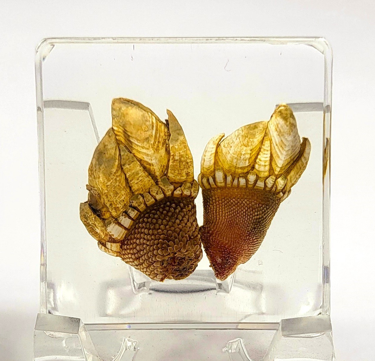 38mm Real Pair Kamenote Japanese Goose Barnacle in Clear Lucite Resin Specimen