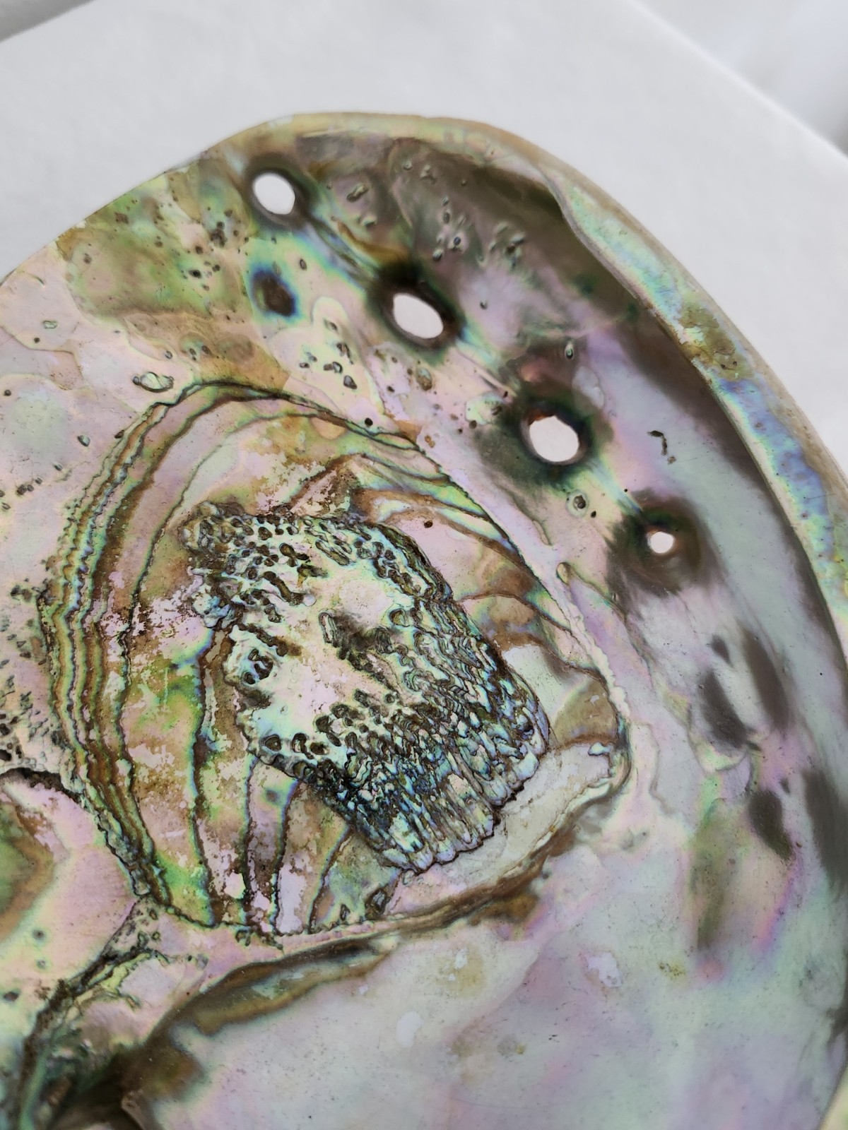 Large Very Red Abalone Shell 7 3/4 × 6 1/2 “×2” Xtra Colorful Pacific Region