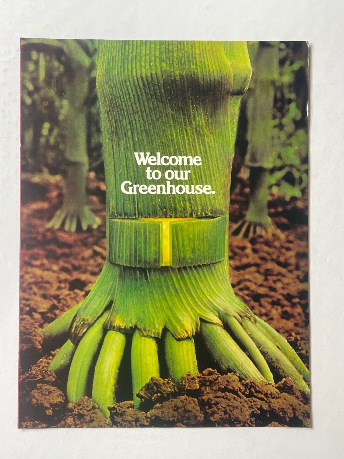 Vintage 1970s Funk’s G Hybrid Seeds Fold Out Ad (11in x 8in) Advertisement