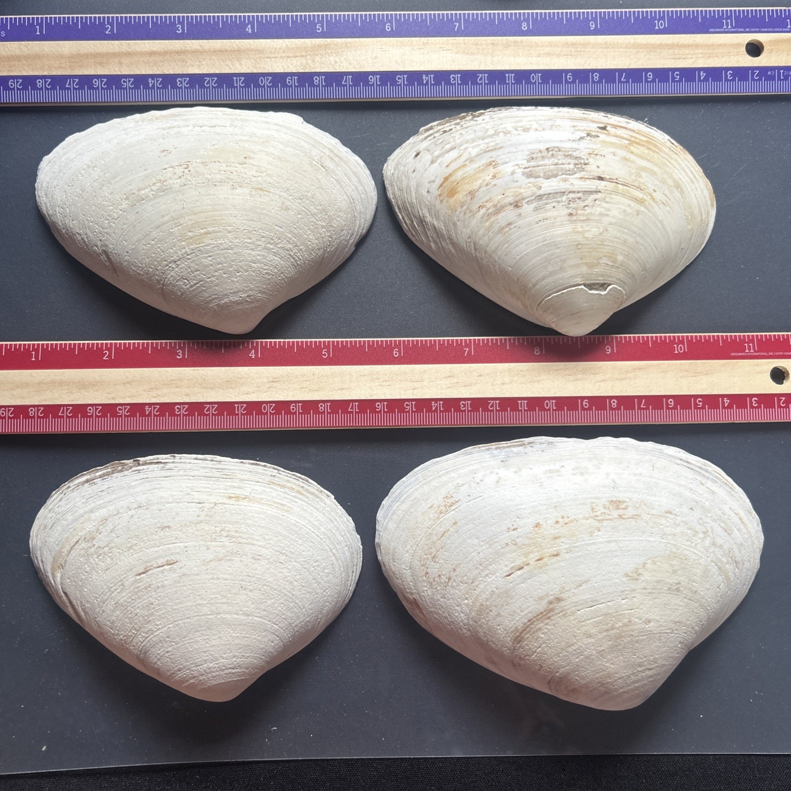 Clam Shell LOT, (4) Sea Clams, Large size crafts, smudging lot 31