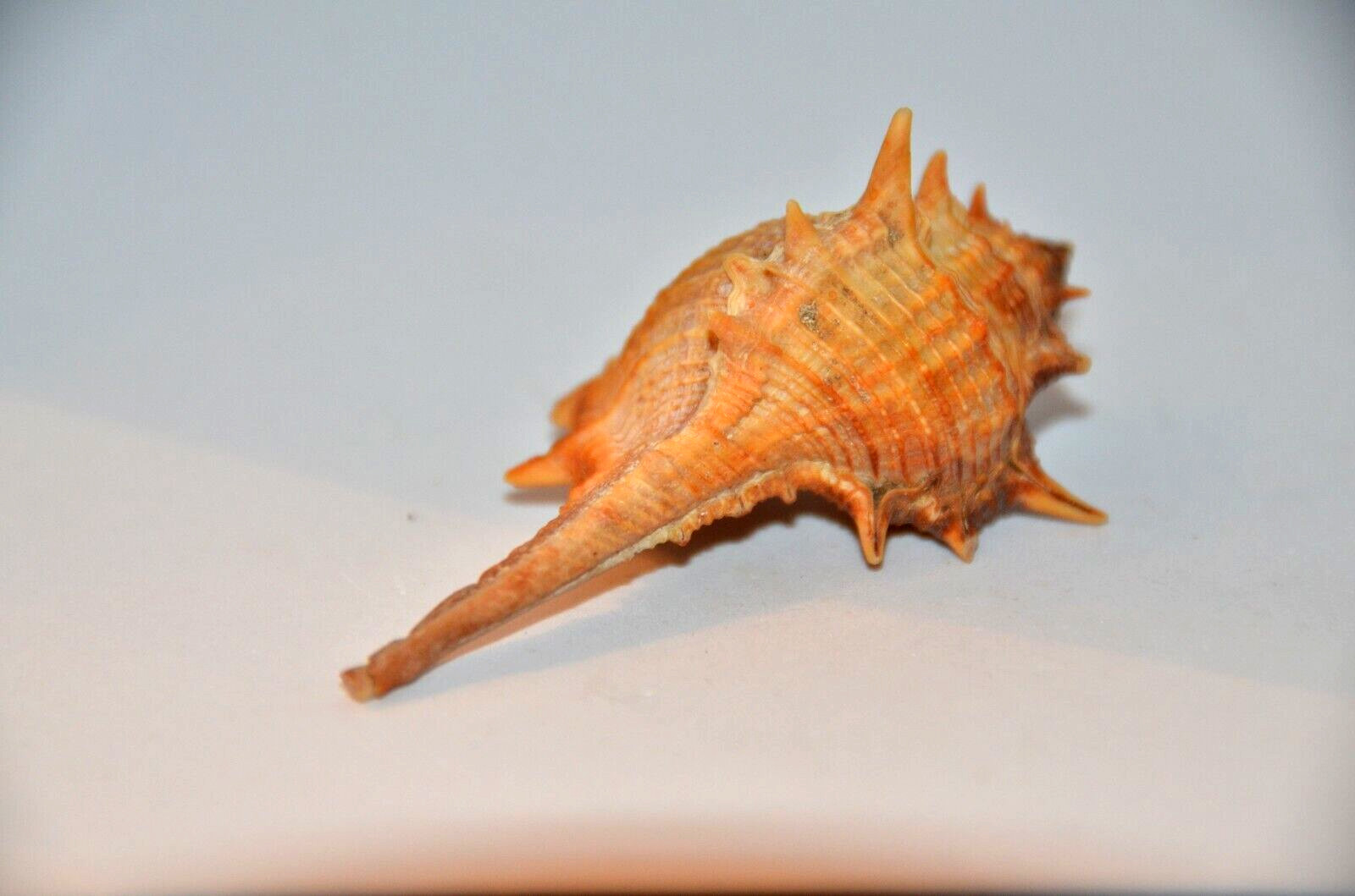 Specimen Murex Trapa – 3″ – approximately 75 mm – Taiwan