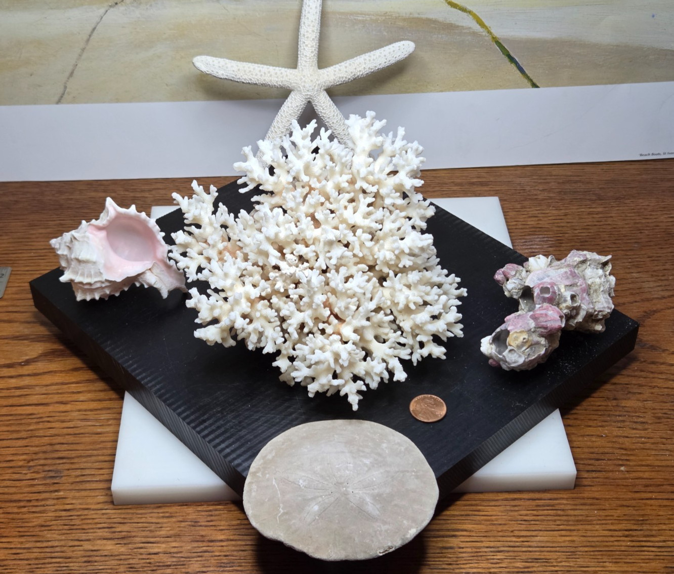 VTG Lot Of Seashell Dollar Starfish and Large Coral 8″x5x4 -1.7lbs- Starter Kit
