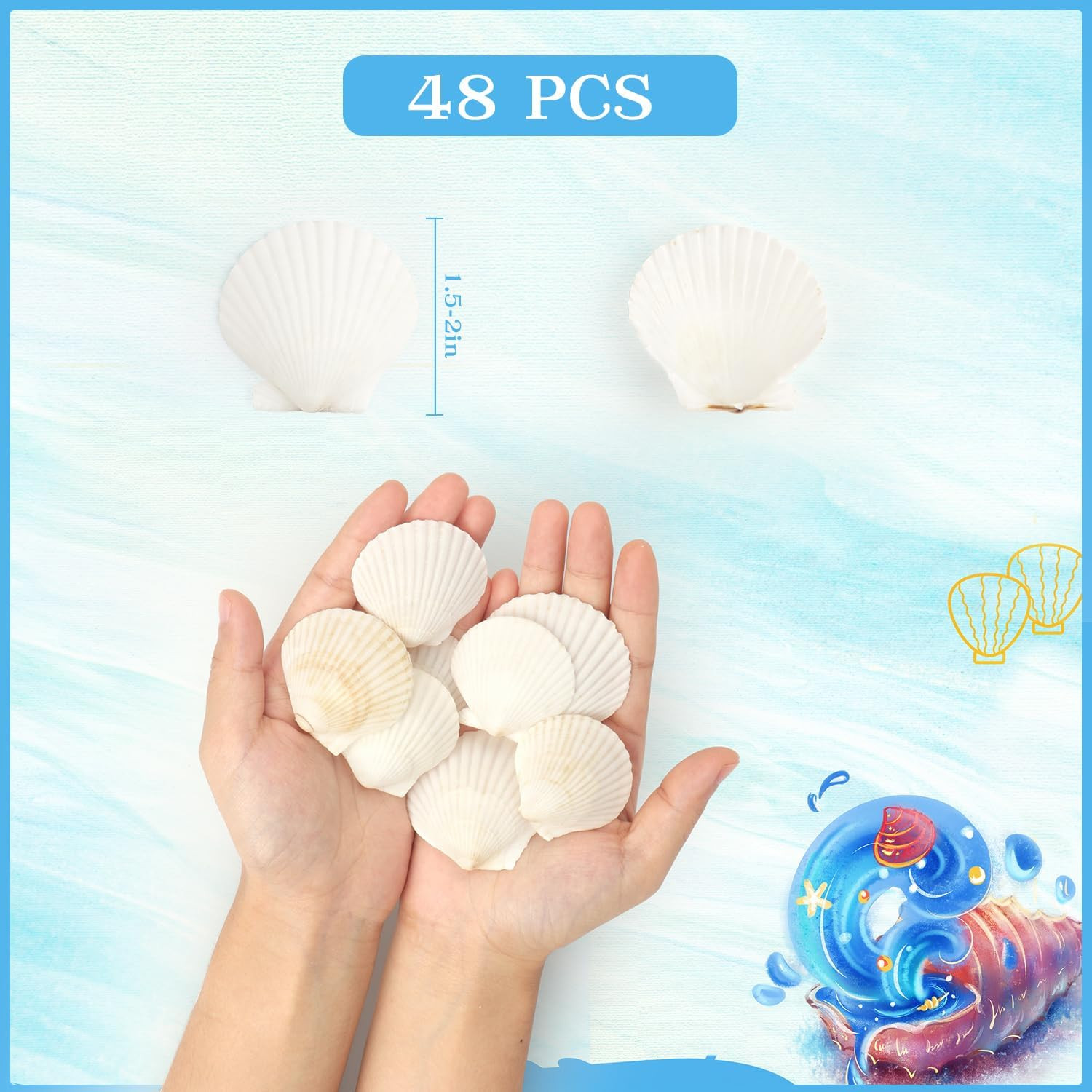48 PCS Scallop Shells Natural Seashell, 1.5″ to 2″ White Scallop Shells Small Se