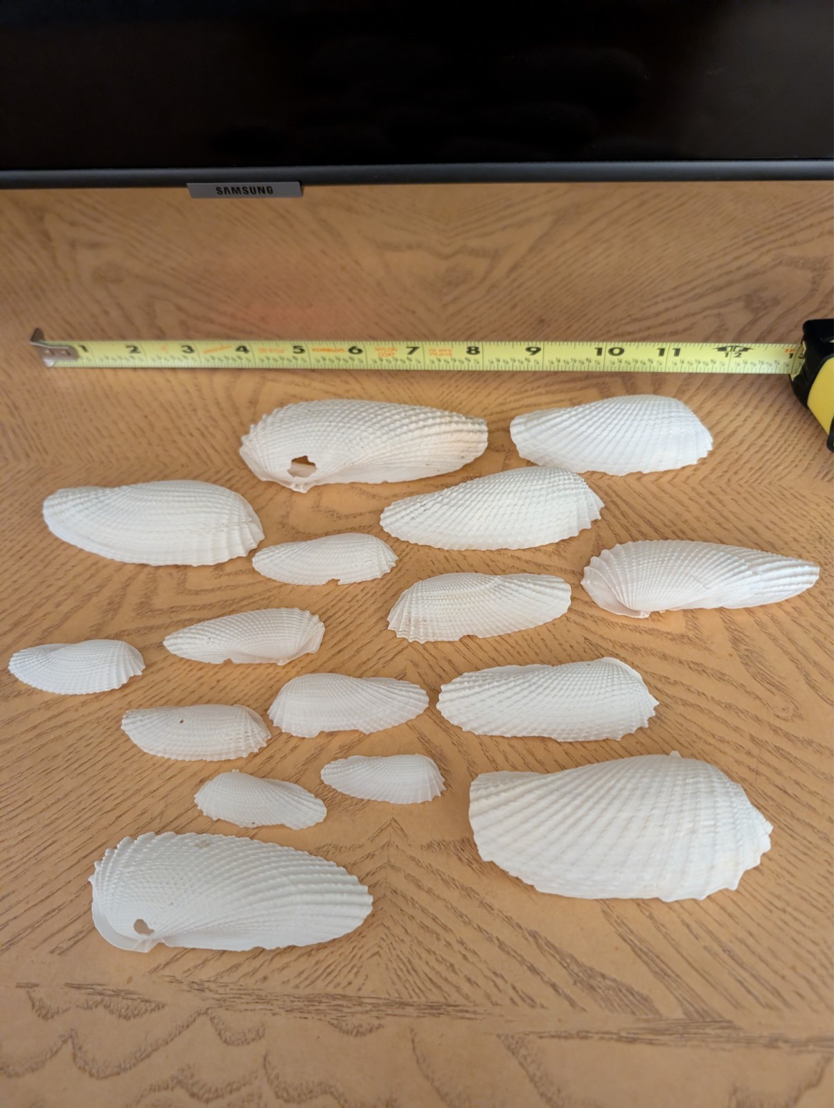All Flawed Angel Wing shells in picture found in Southwest Florida