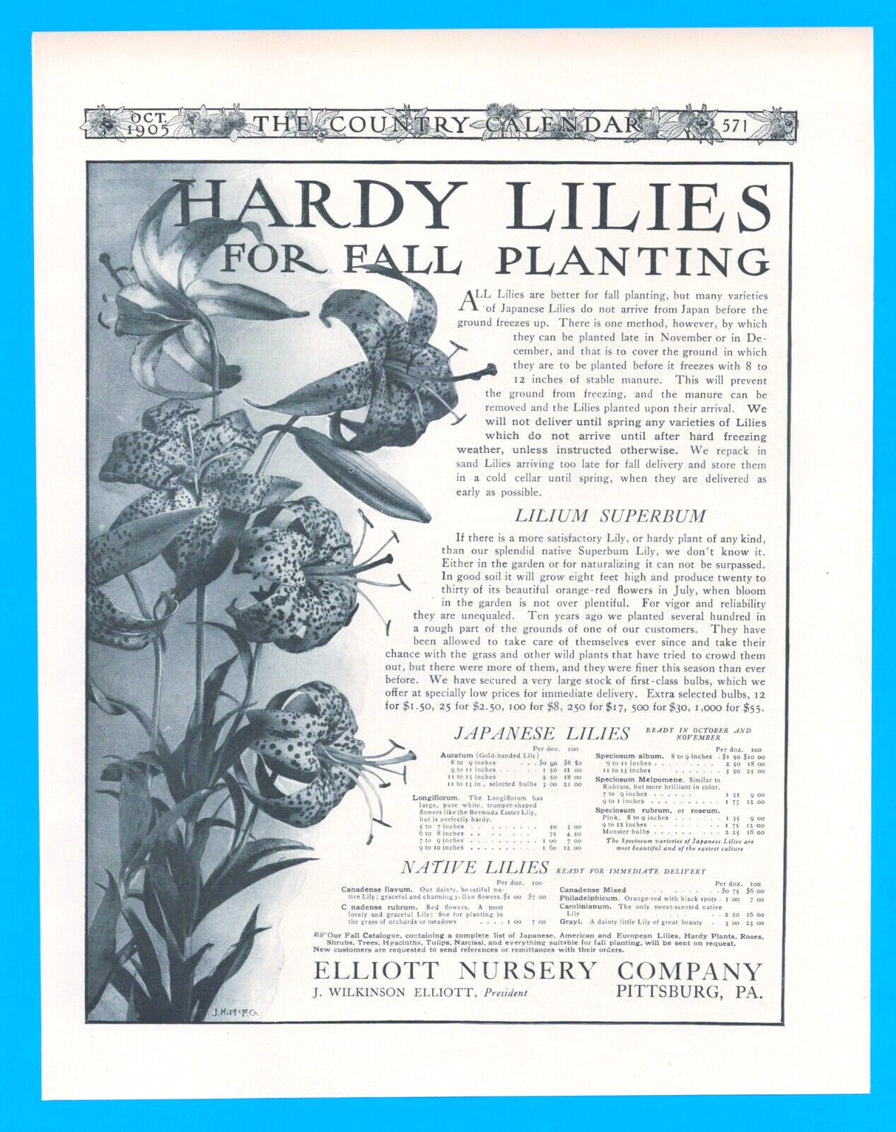 Flowers plants lilies ELLIOT NURSERY garden planting agriculture 1905 PRINT AD