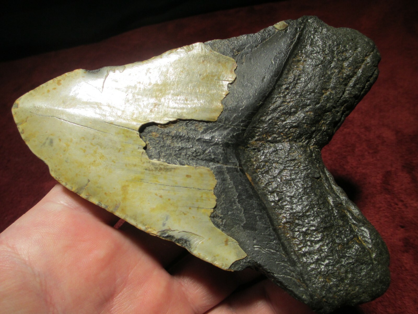 5-1/2 Inch MEGALODON SHARK TOOTH Fossil Mega Fish Teeth – NC DEEP SEA TREASURE