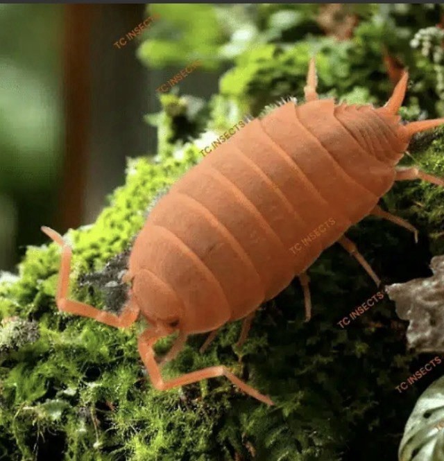 25+ POWDER ORANGE ISOPODS. Carefully packaged with food and live moss!